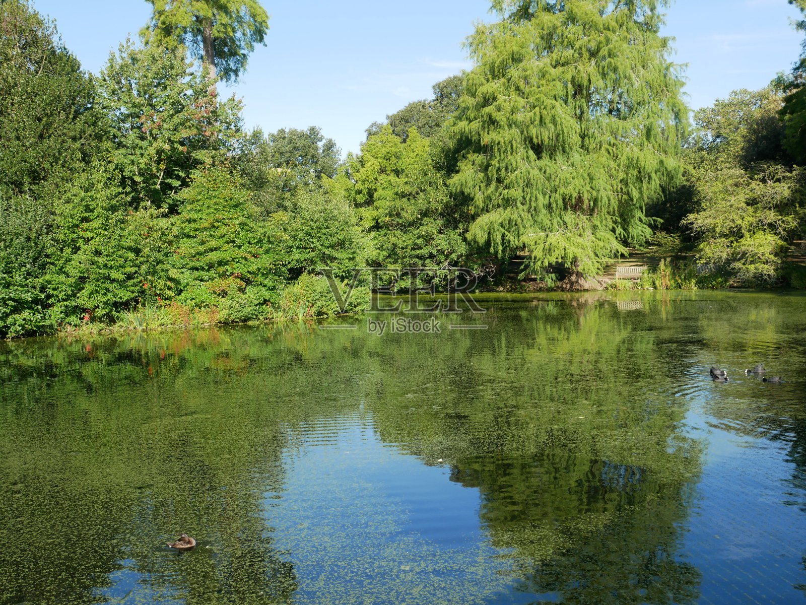 湖岸倒映在早晨平静的水面上照片摄影图片