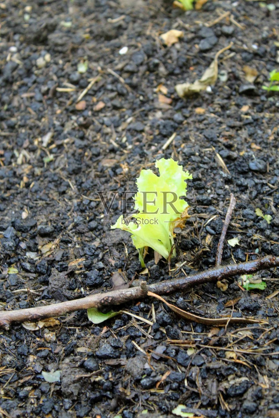 生菜照片摄影图片