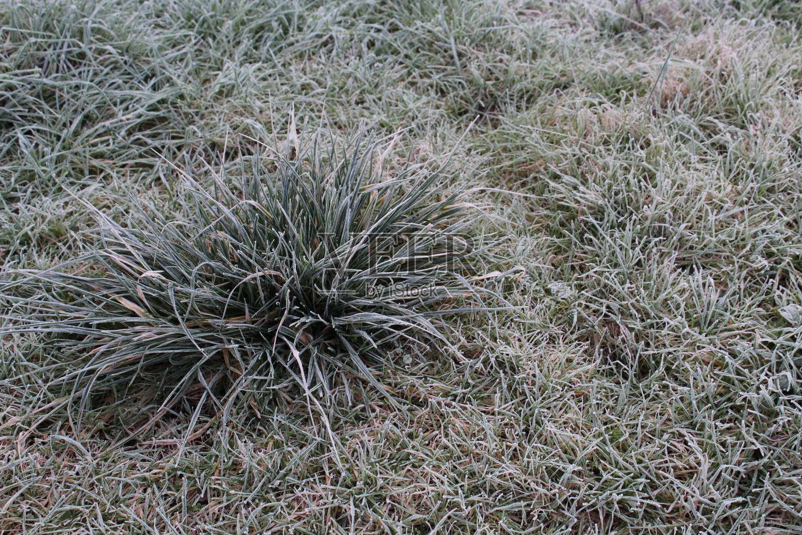 晨霜特写。照片摄影图片