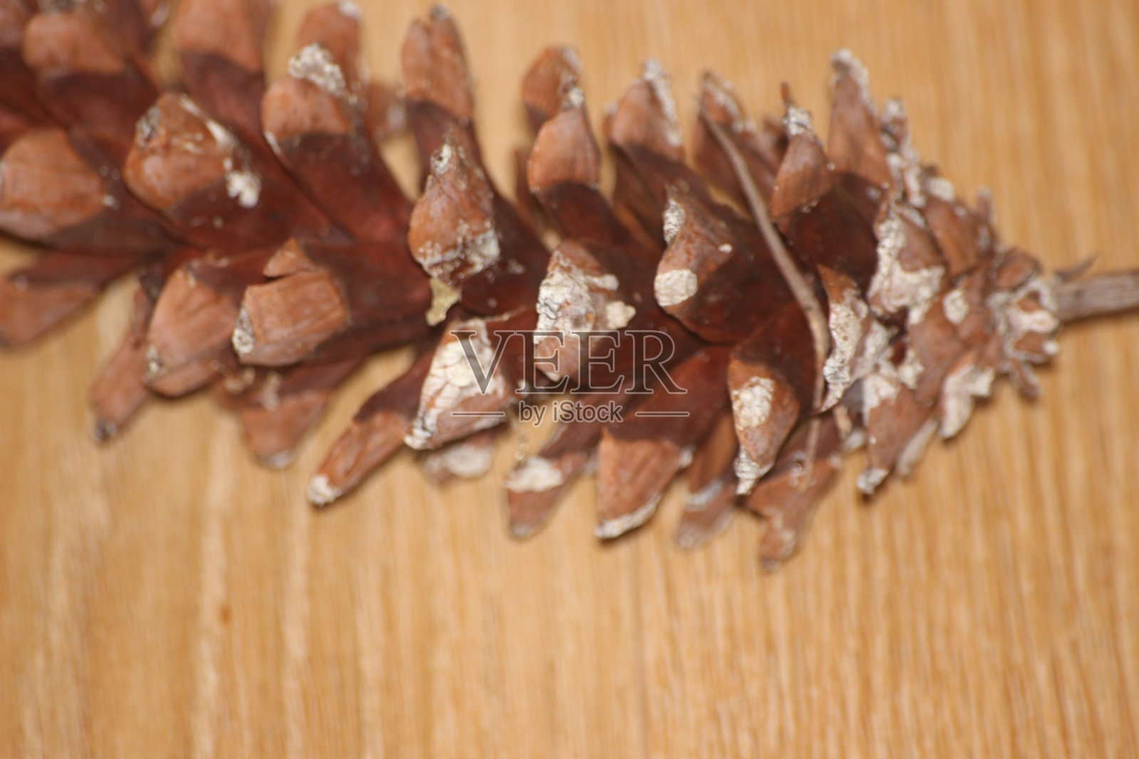 木地板背景上的松果特写照片摄影图片