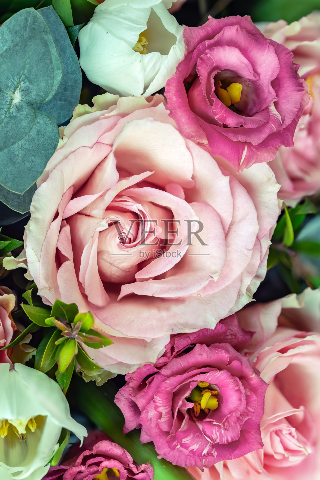 微距摄影的花玫瑰，粉色和白色照片摄影图片