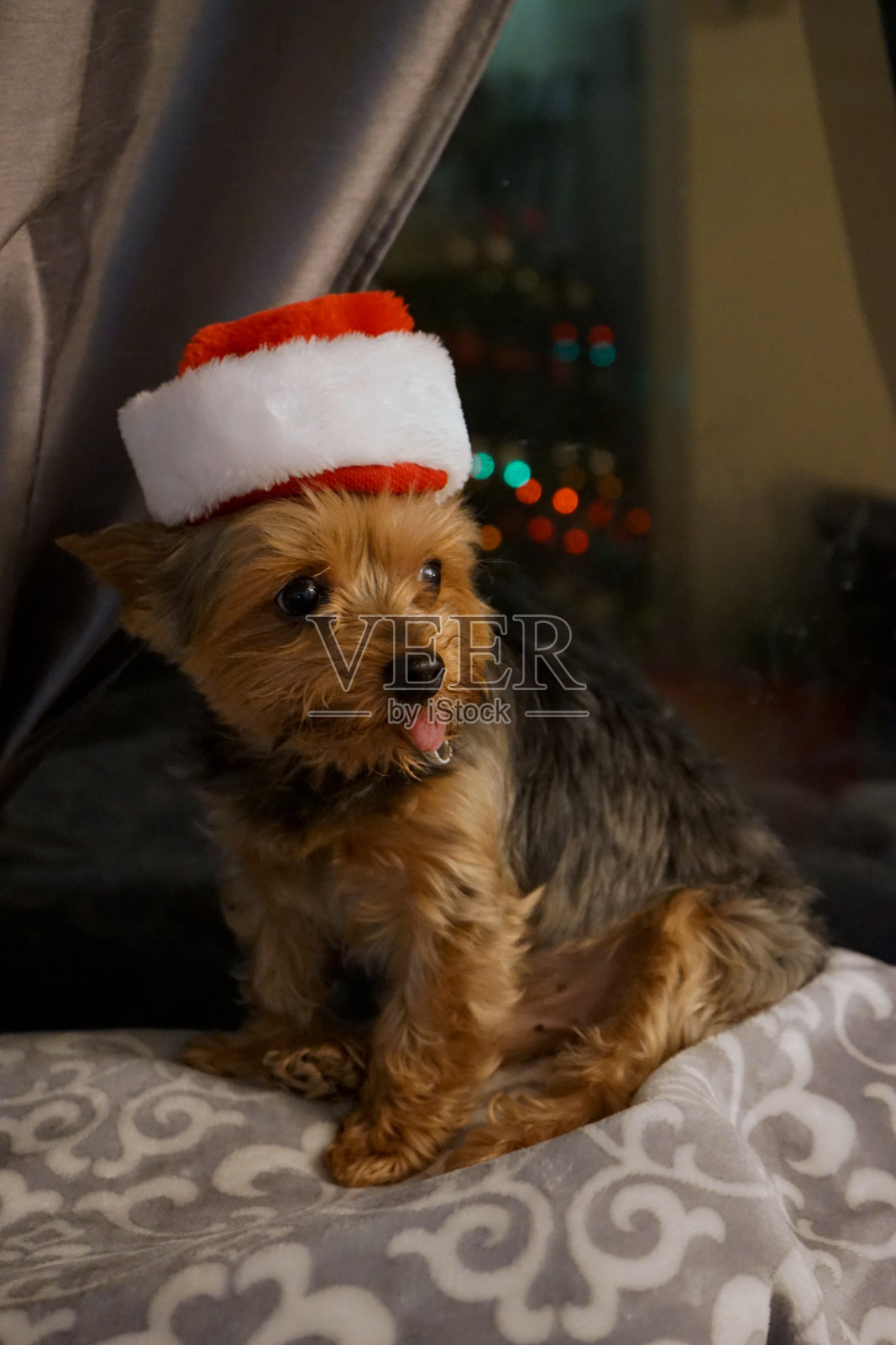 一个可爱的小狗照片摄影图片