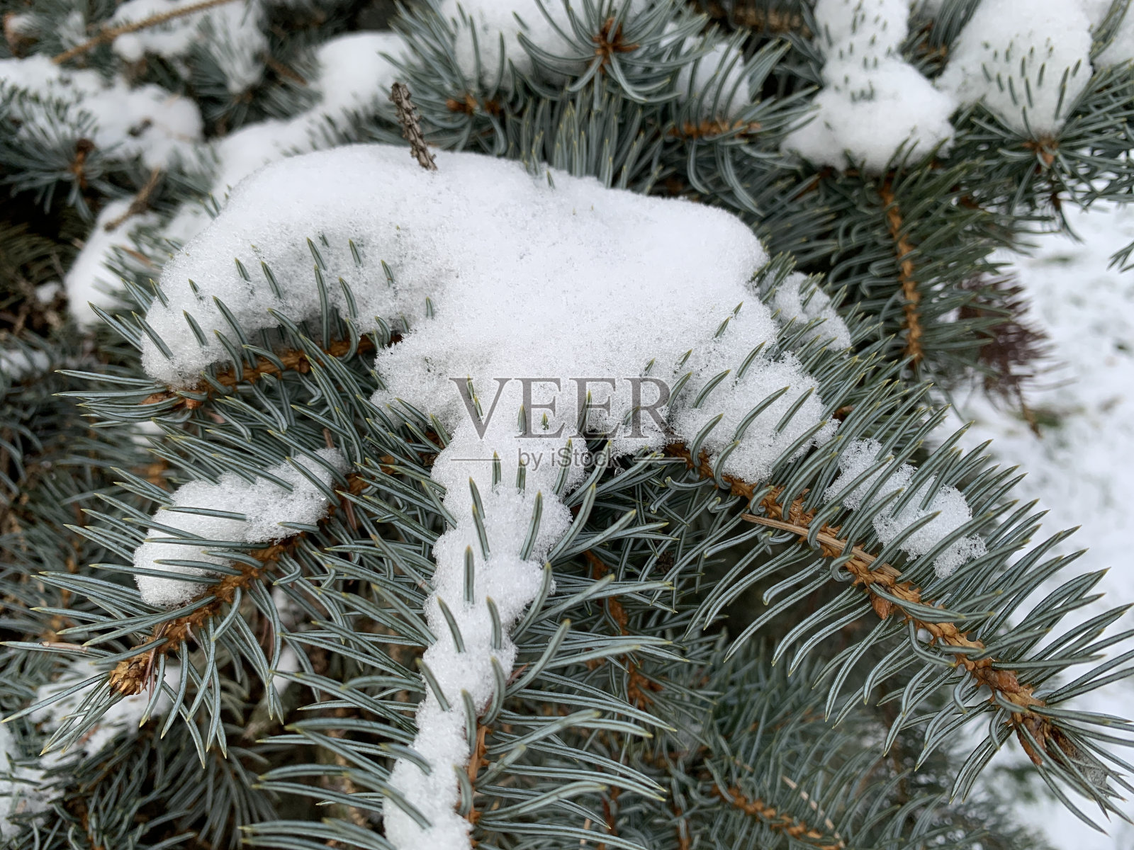 白雪皑皑的背景上，白雪覆盖着冷杉枝。照片摄影图片