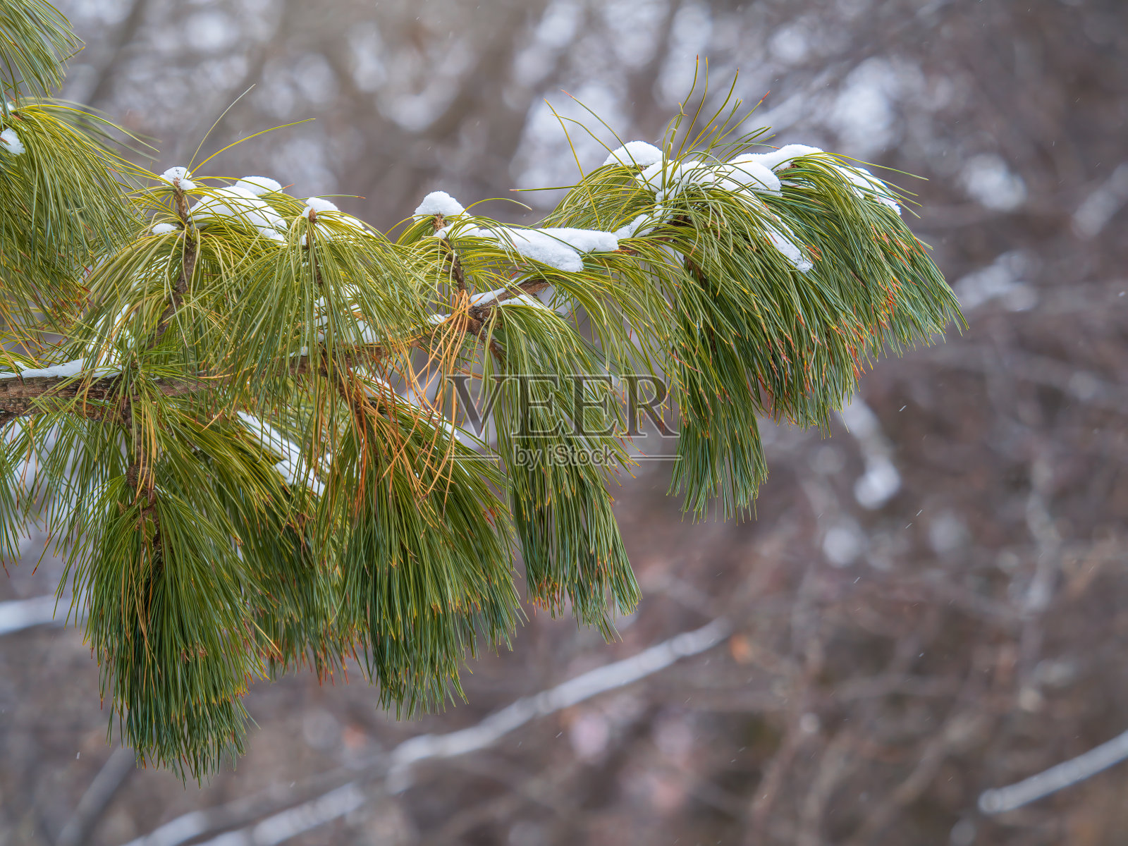 冬天，长着松软松针的雪松树枝被雪覆盖着照片摄影图片