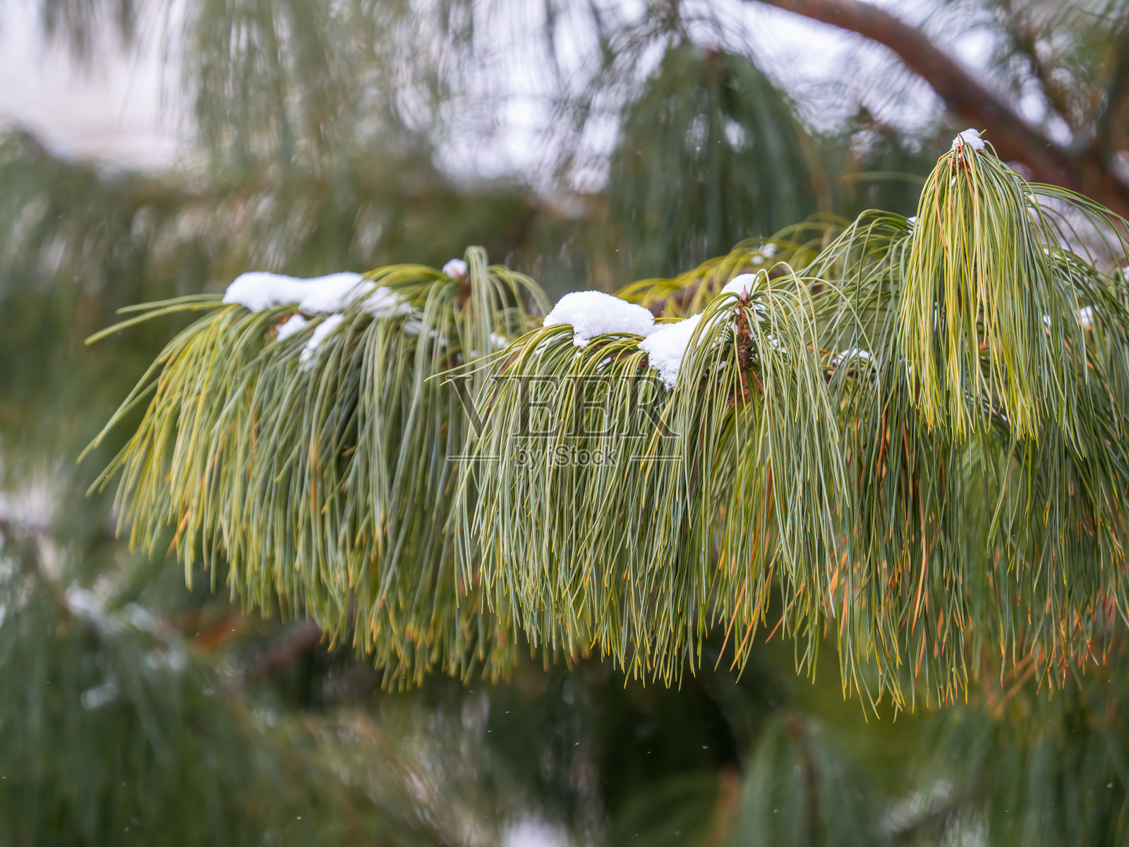 冬天，长着松软松针的雪松树枝被雪覆盖着照片摄影图片