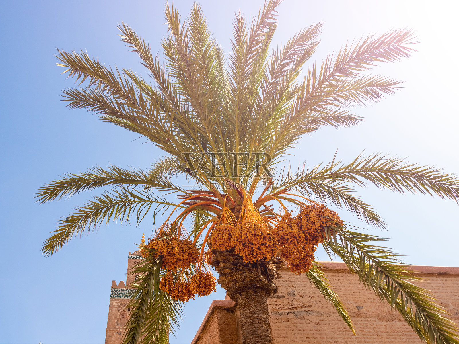 棕榈树上的枣子照片摄影图片