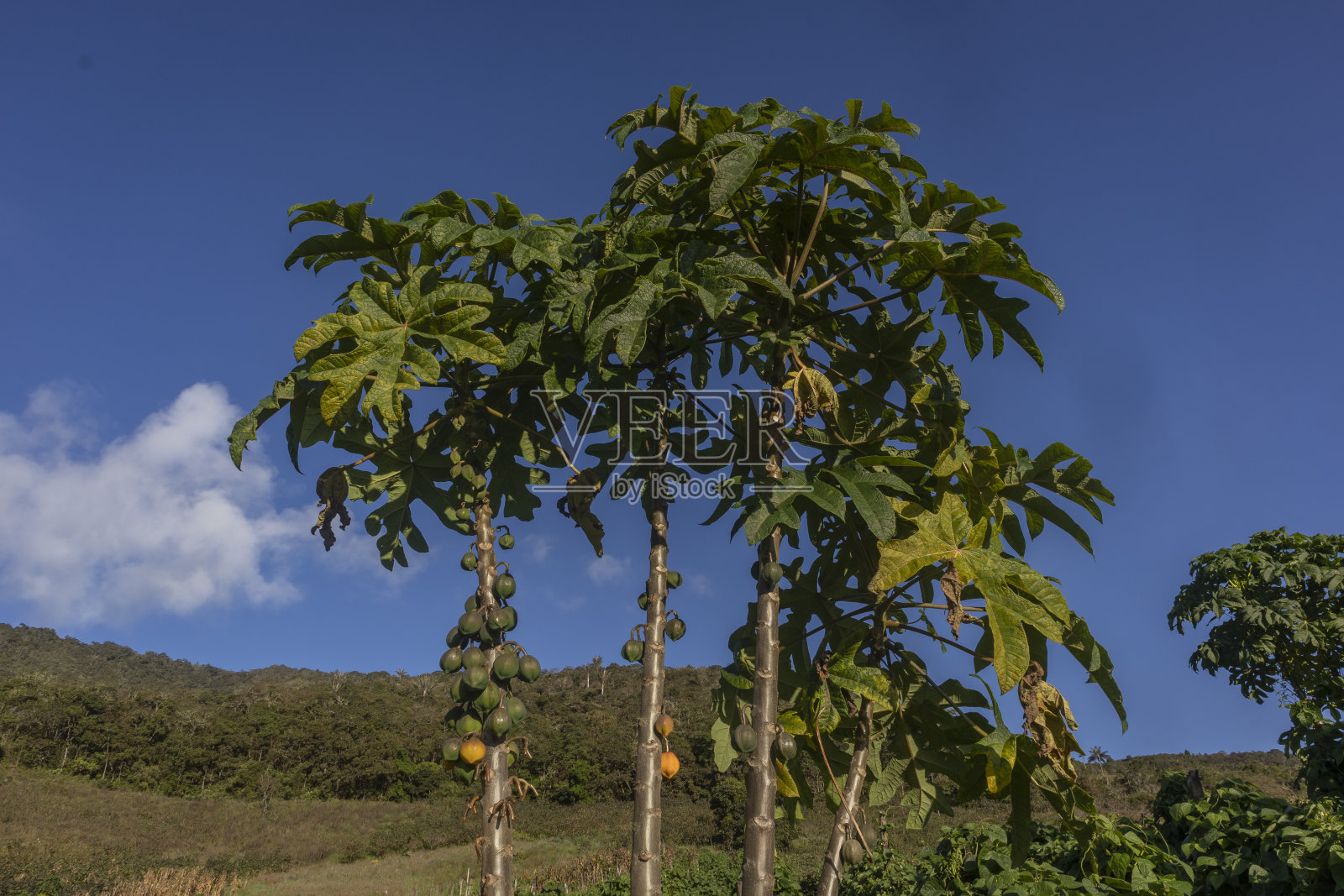 成熟PAPAYUELA种植照片摄影图片