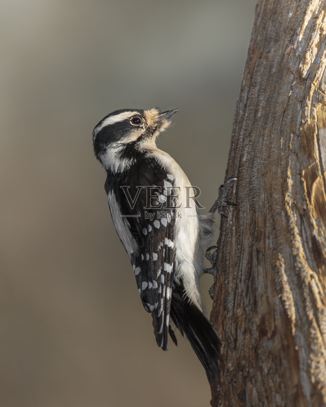 绒毛啄木鸟(毛鳞木犀草)照片摄影图片