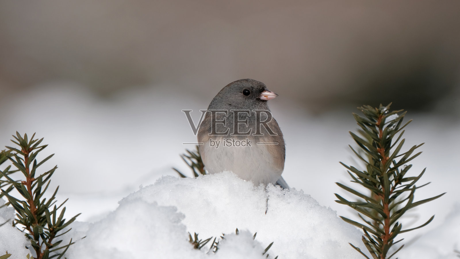 芦苇照片摄影图片