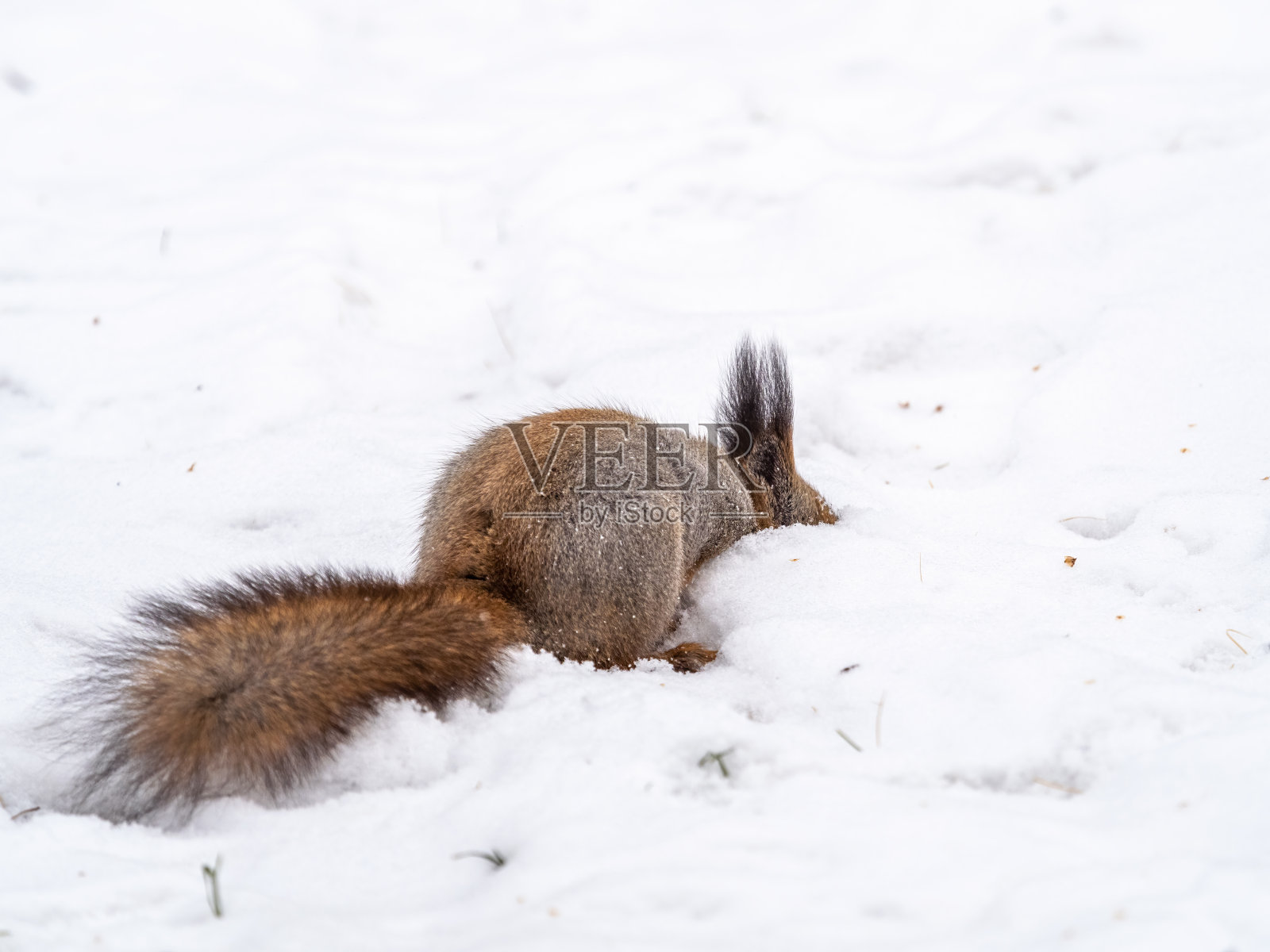 松鼠把坚果藏在白雪里照片摄影图片