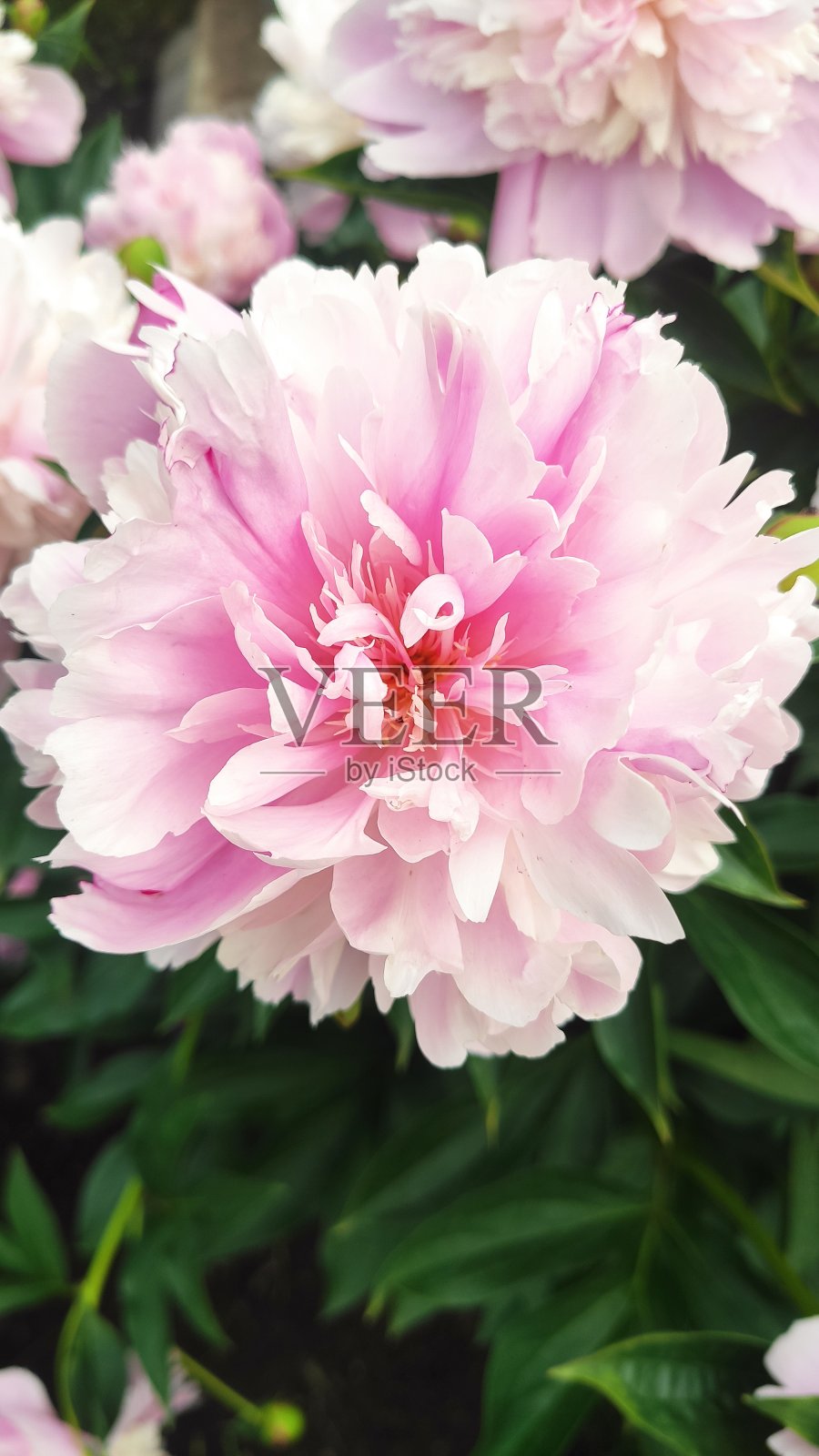 毛茸茸的粉色牡丹花背景照片摄影图片