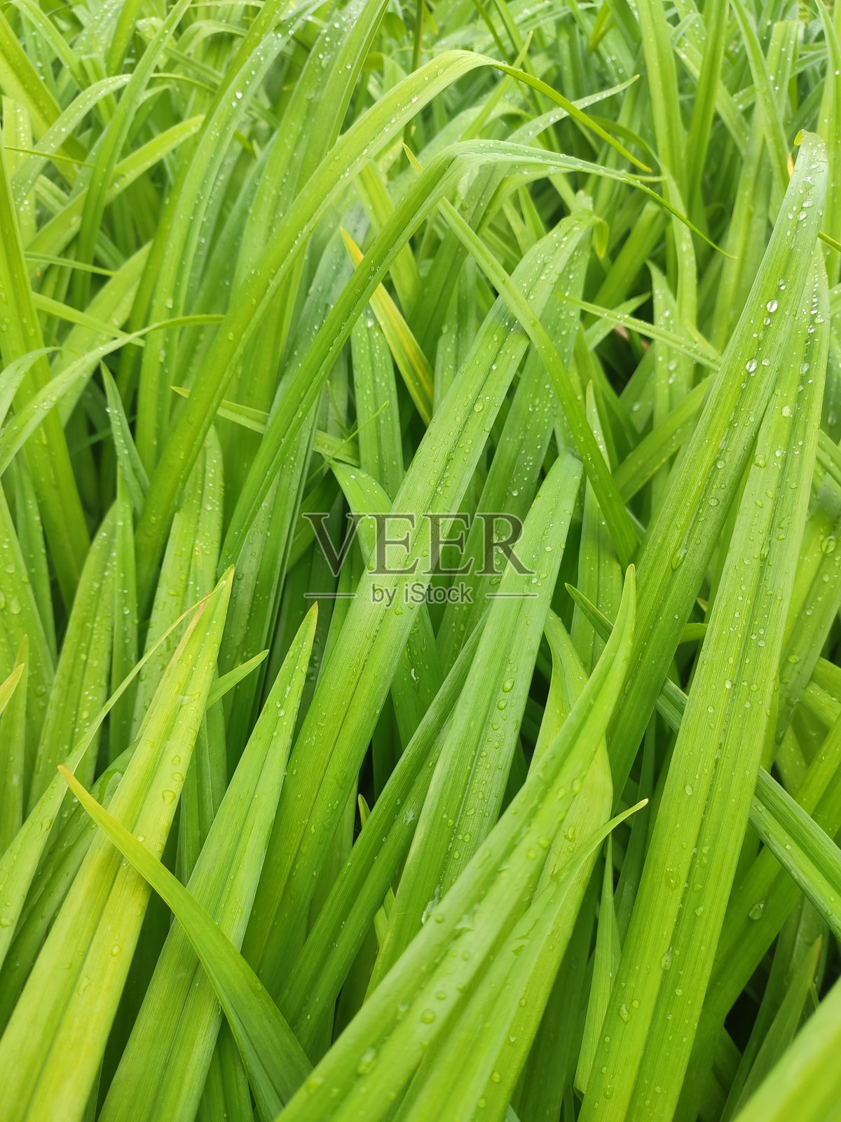 清晨，新鲜浓密的绿色植物和水滴的特写镜头照片摄影图片