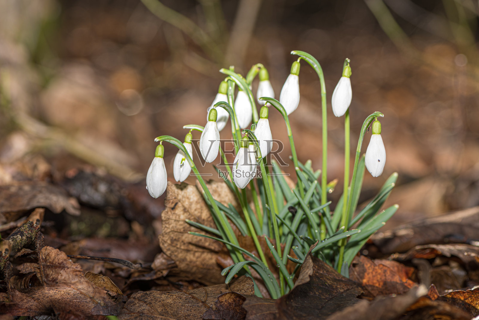 美丽的春天的花朵在森林里。一群雪花莲照片摄影图片
