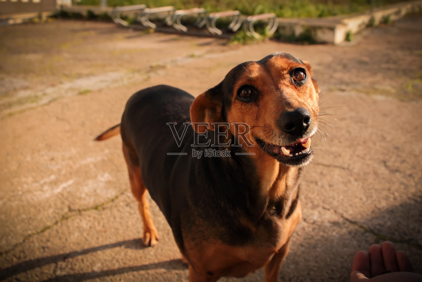 一只可爱的小狗!照片摄影图片