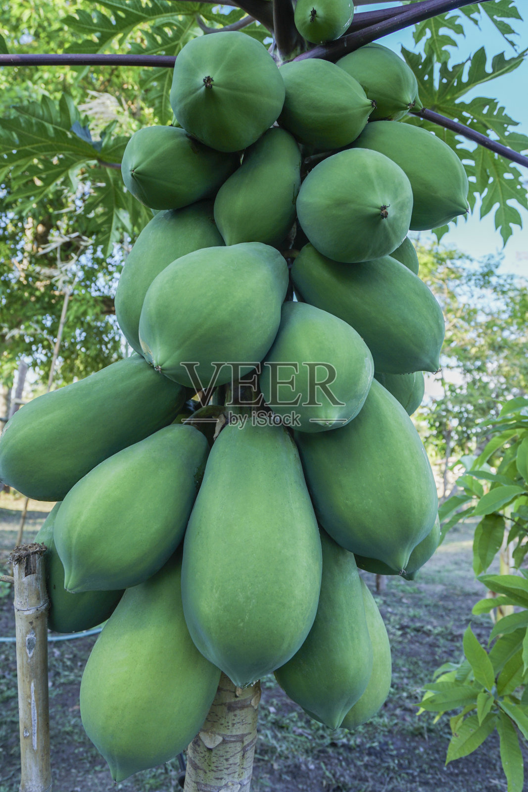 木瓜树有许多生的果实。照片摄影图片