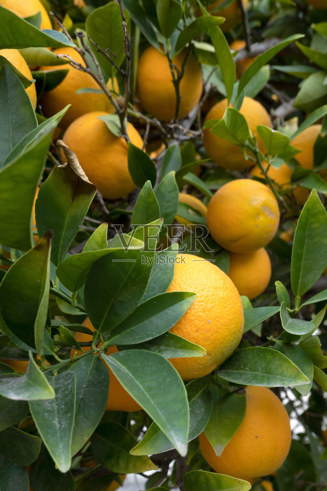 树上的橘子，离得近照片摄影图片