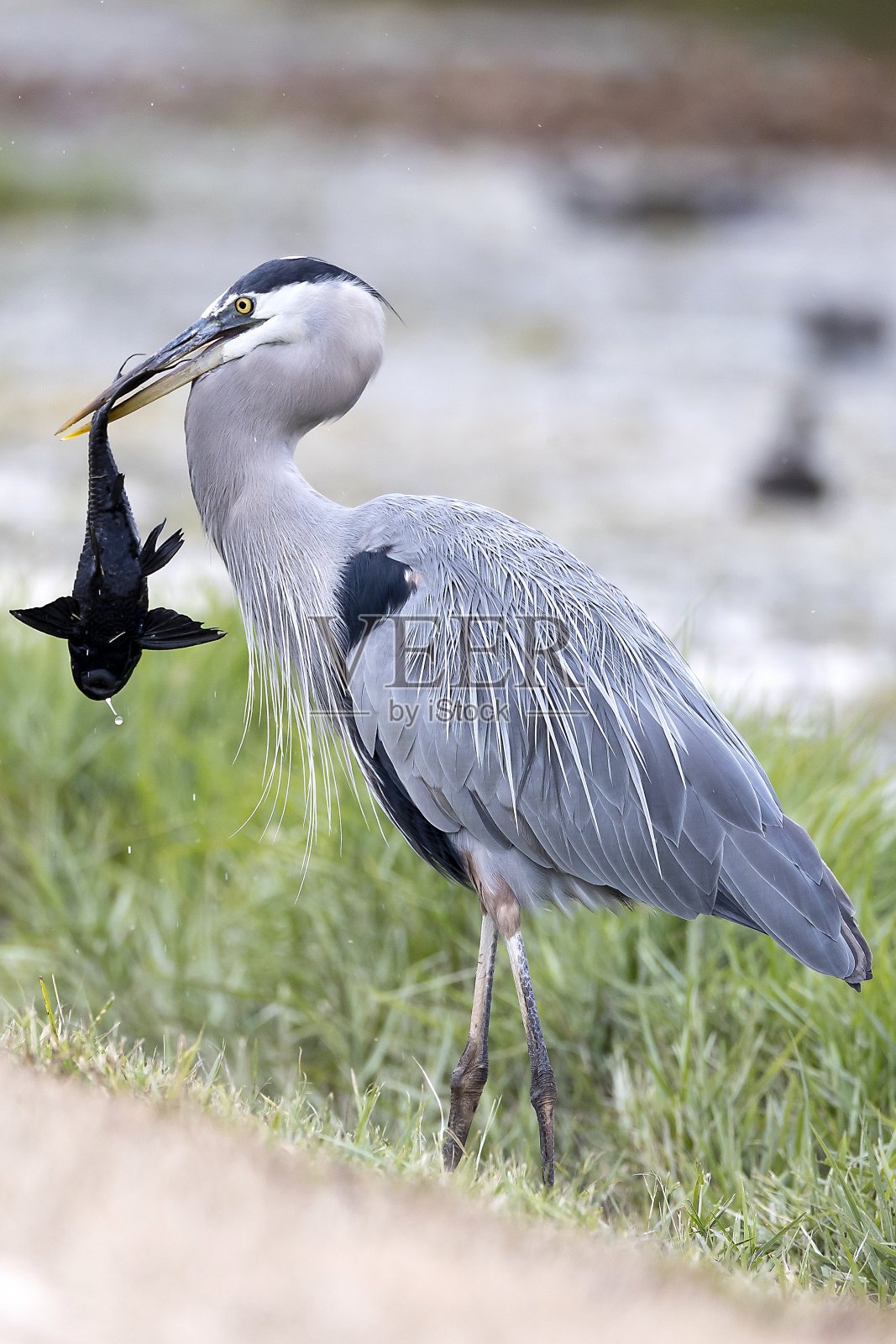 大蓝鹭照片摄影图片