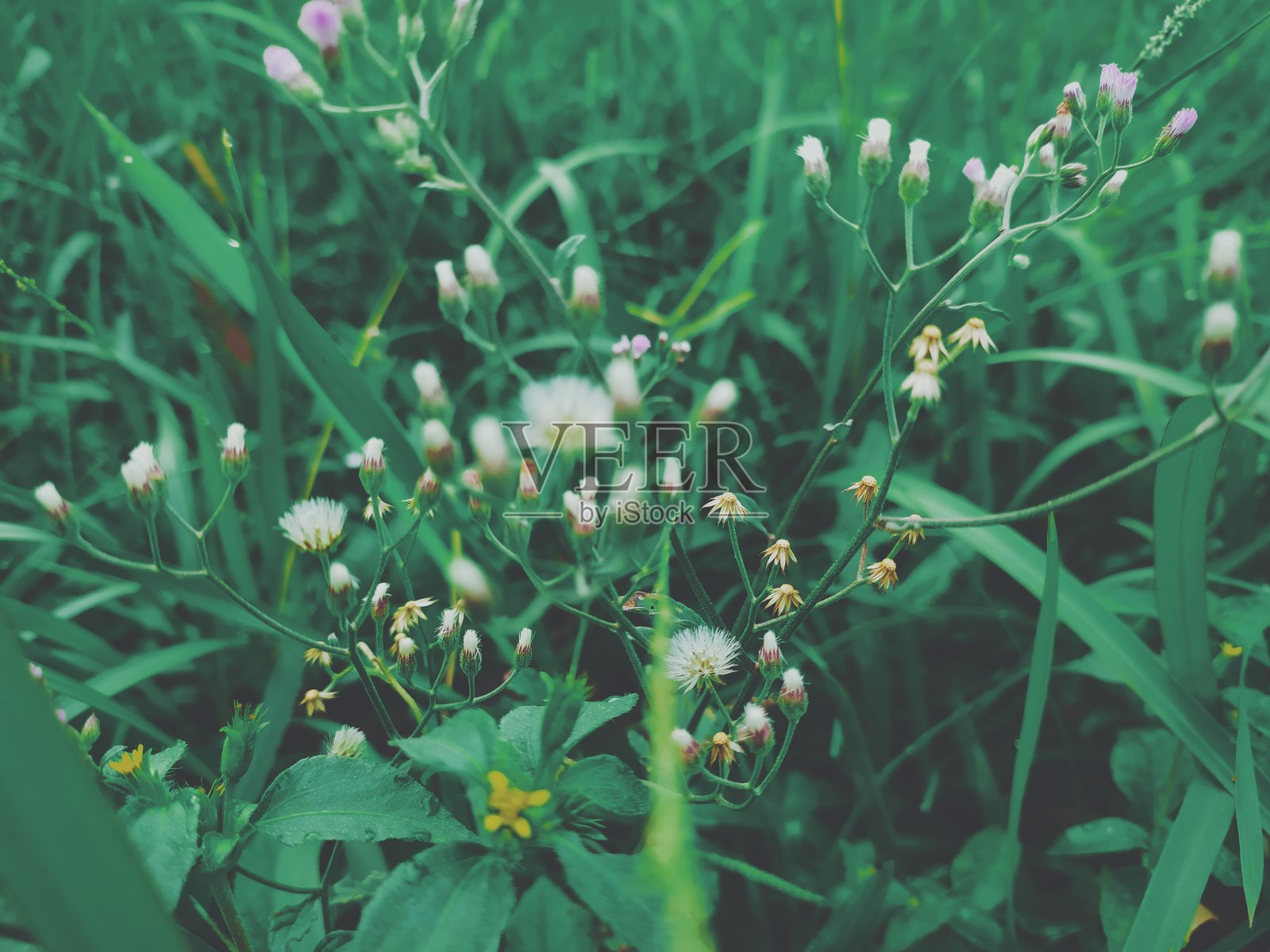 野生植物照片摄影图片