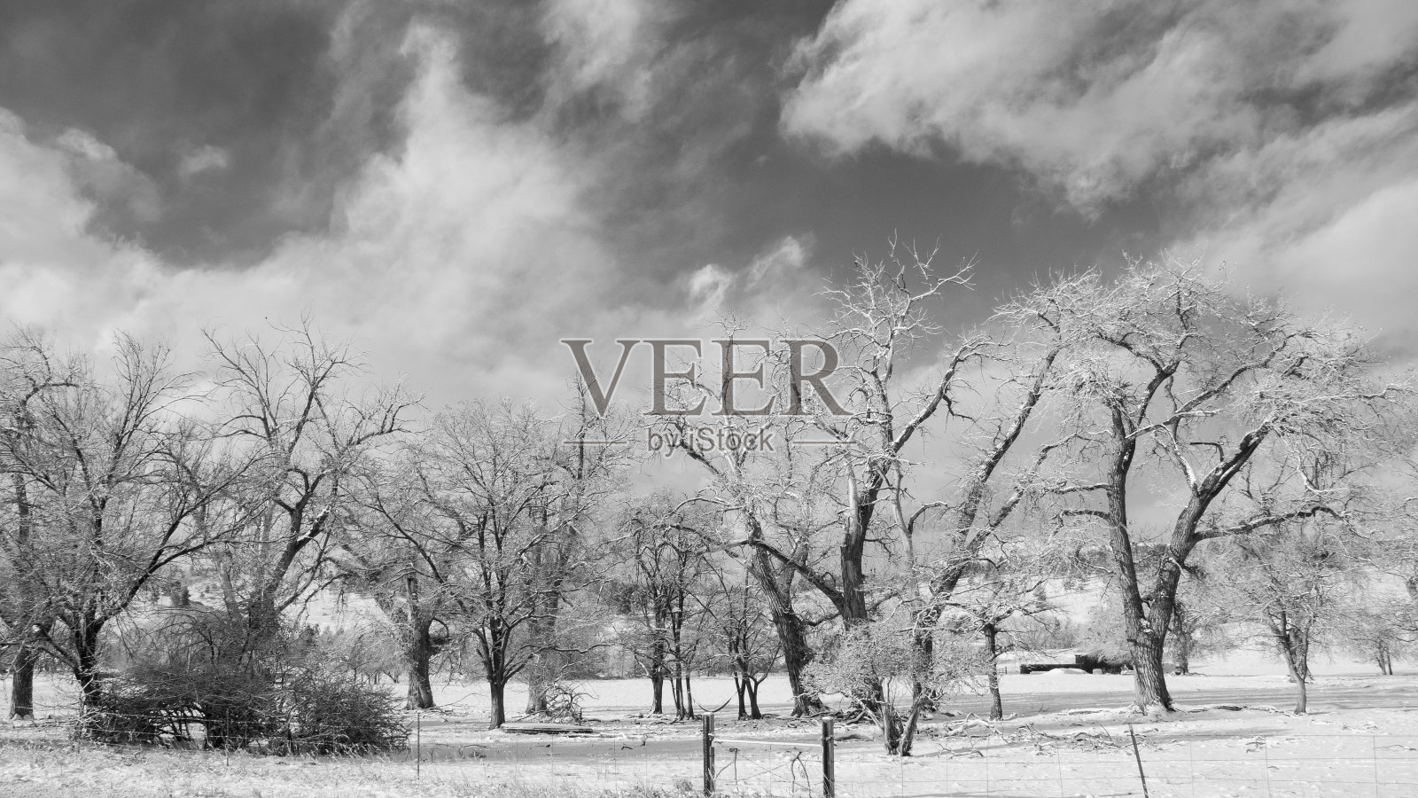 冬天的风景与树木在黑色和白色照片摄影图片