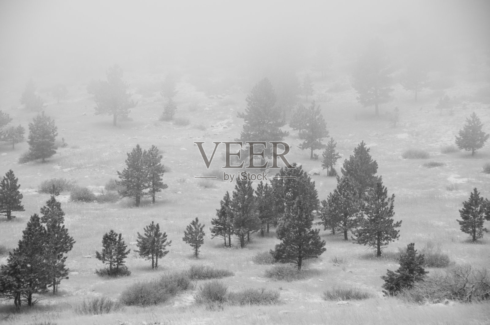 冬天的风景与树木在黑色和白色照片摄影图片