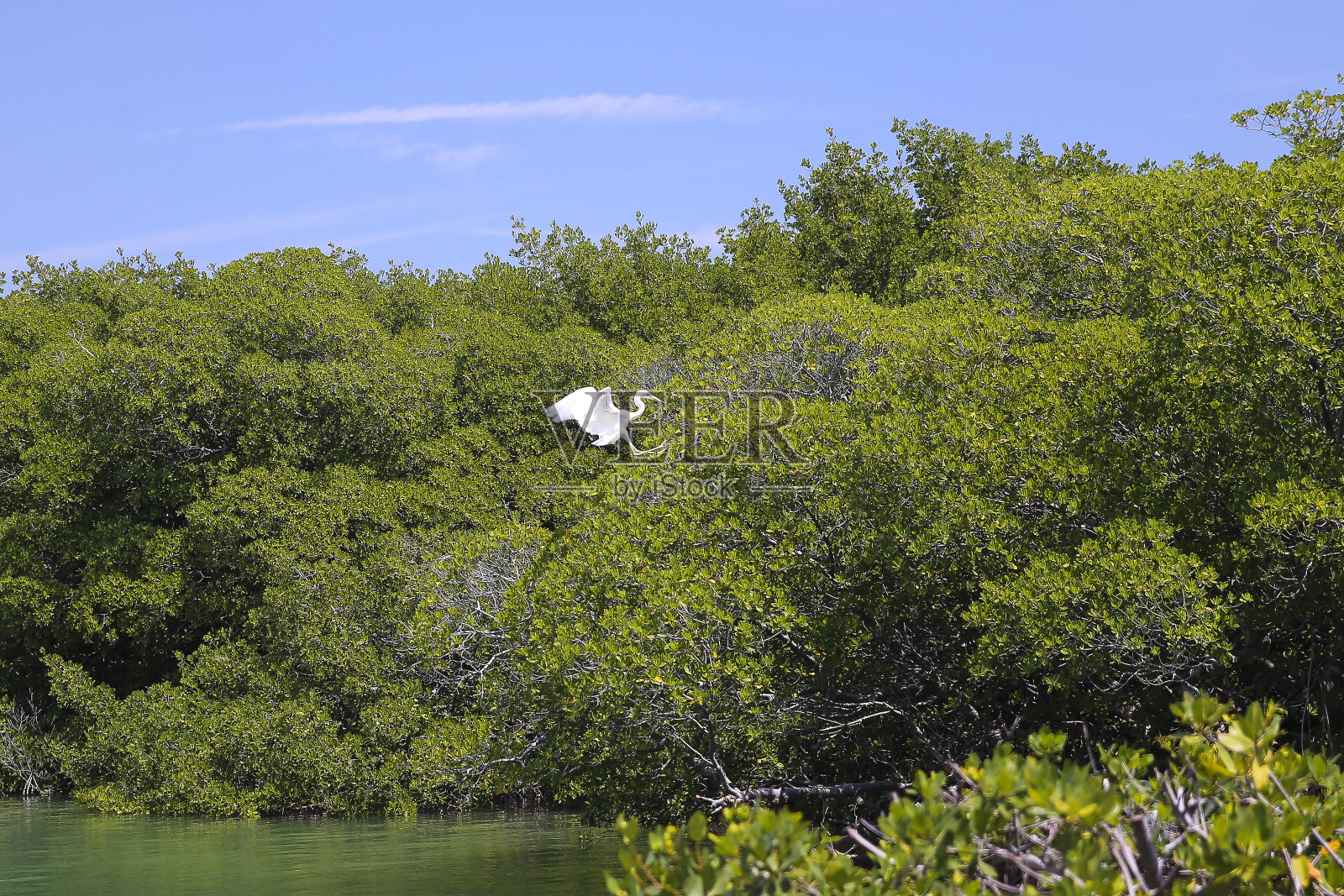 迈阿密高尔夫球场上的一只大白鹭照片摄影图片