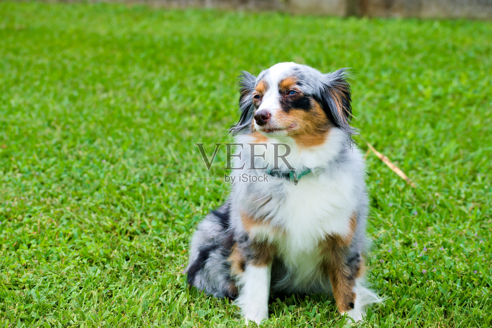 一幅澳大利亚牧羊女的肖像照片摄影图片