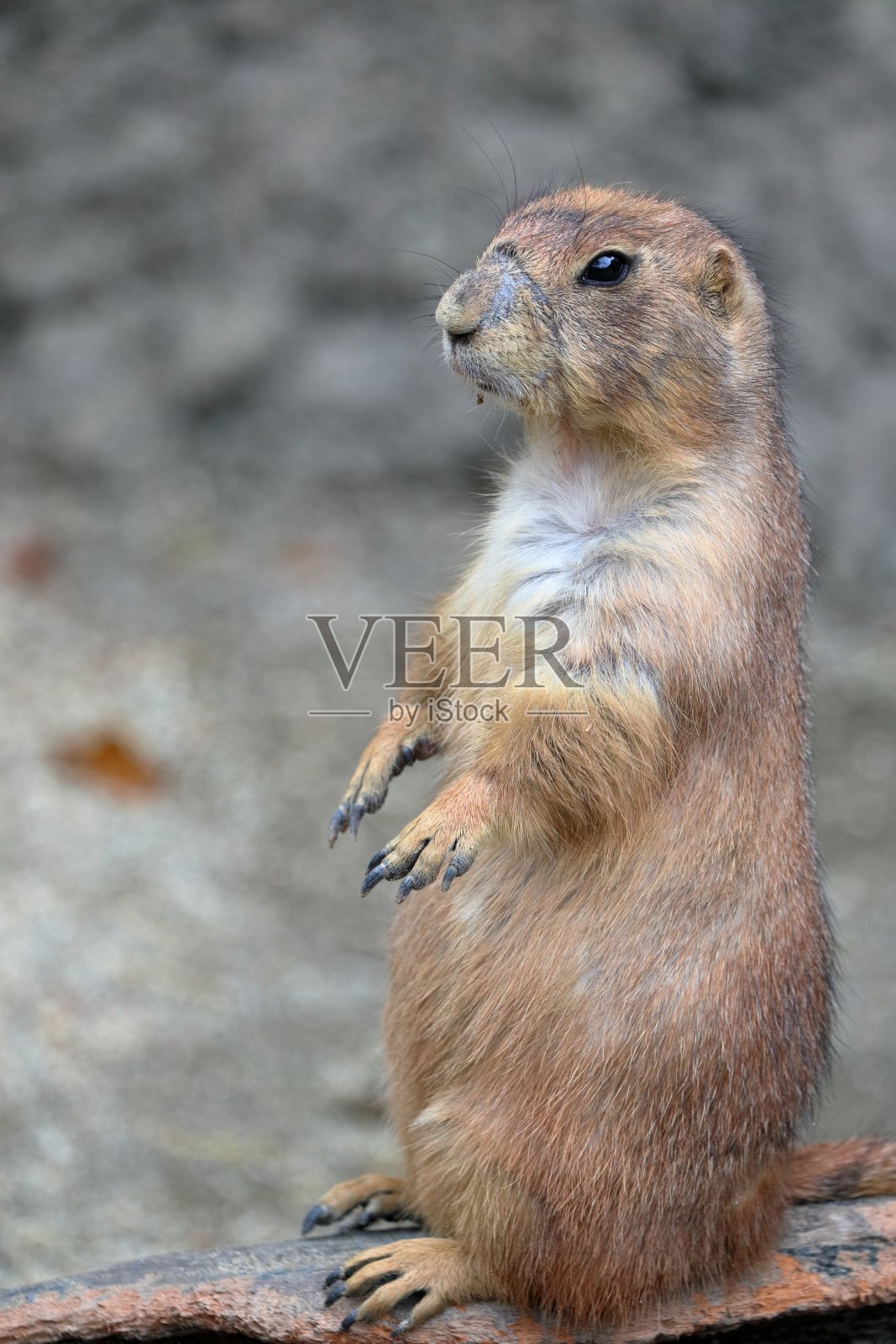 草原土拨鼠,站照片摄影图片