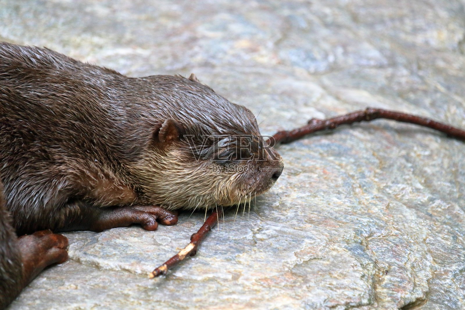 亚洲小爪水獭，玩累了照片摄影图片