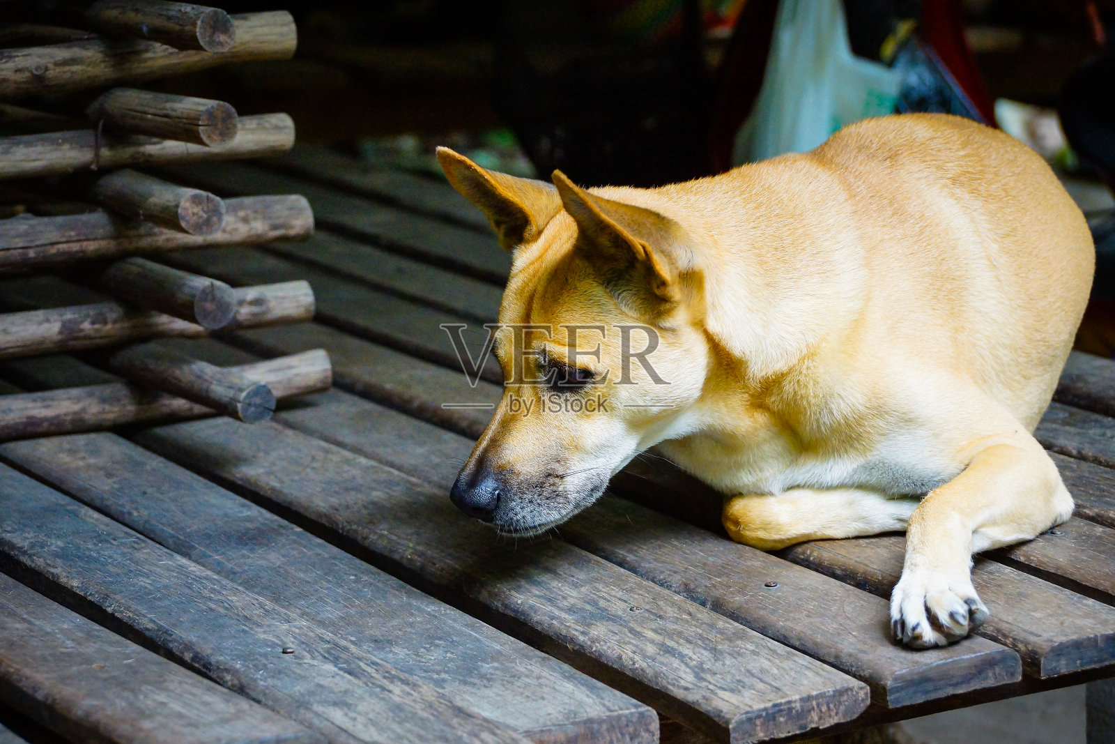 狗躺在门廊上照片摄影图片