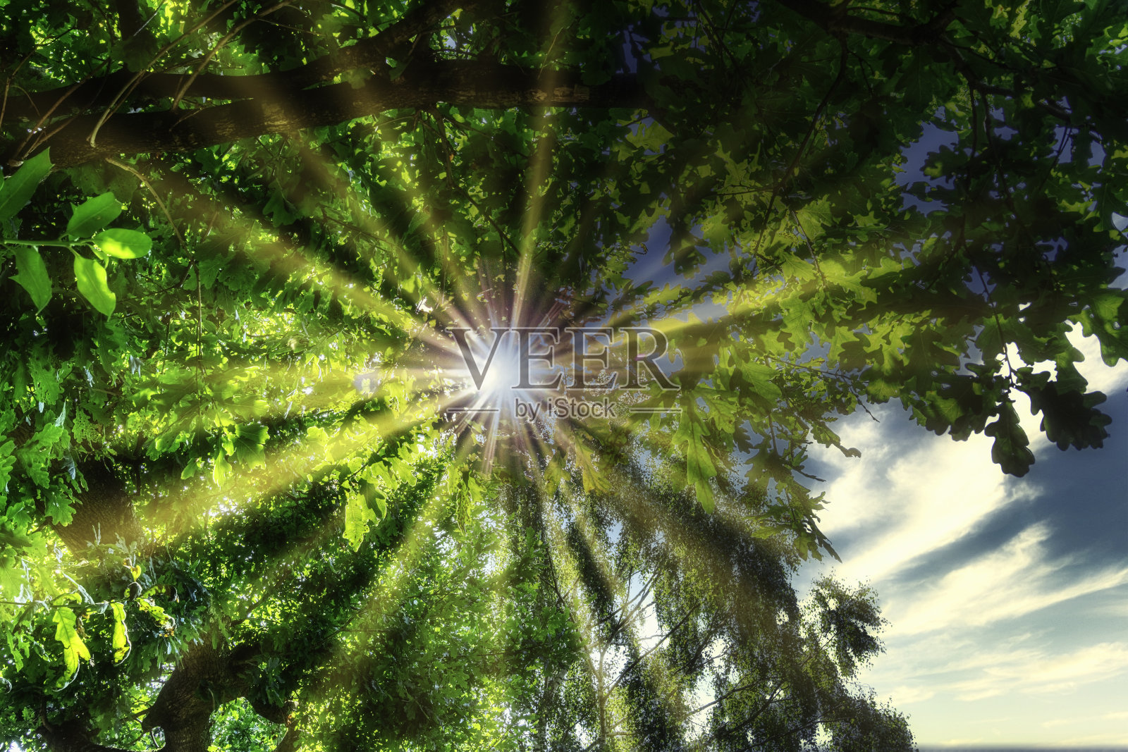 阳光透过树叶照片摄影图片