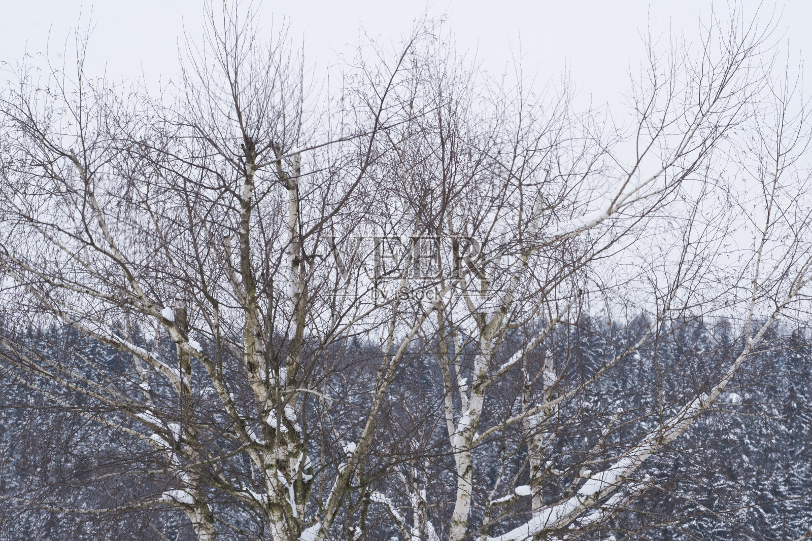冬天树上有雪照片摄影图片