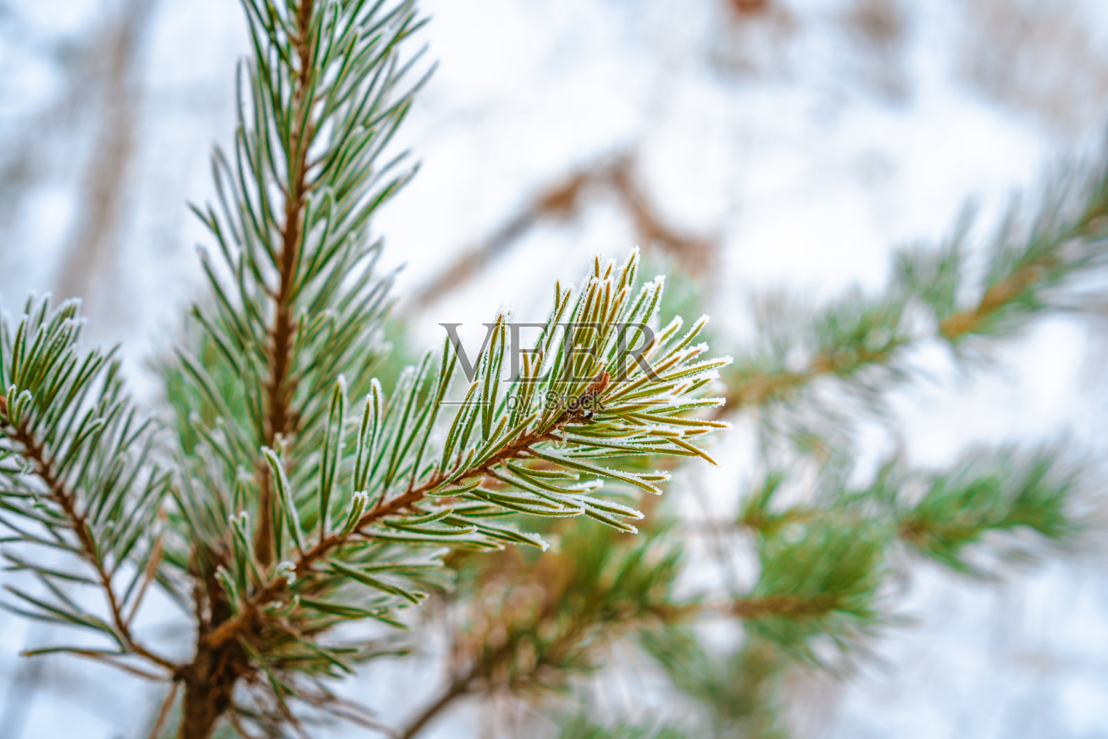 在冬天的森林里，云杉树枝上覆盖着雪照片摄影图片