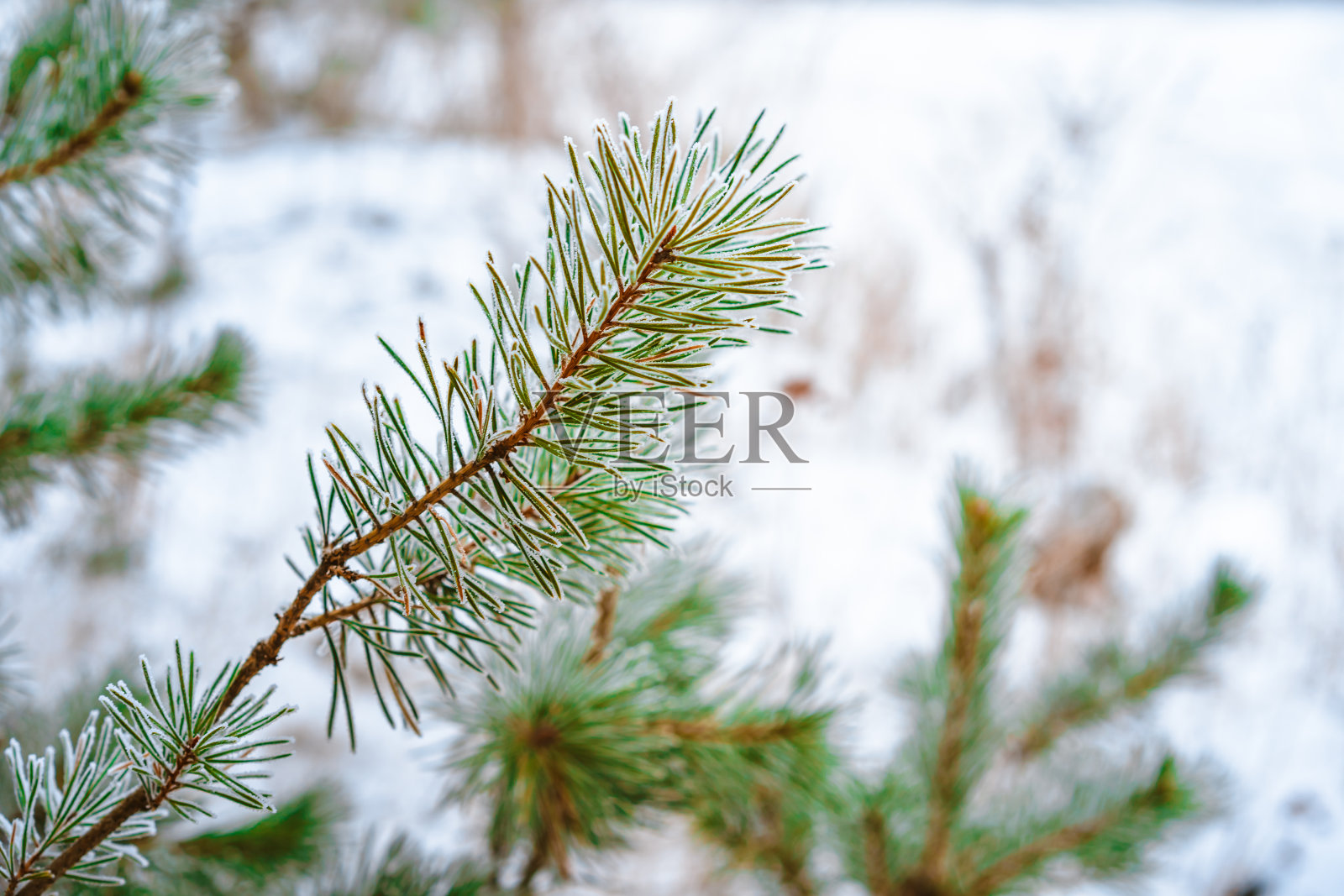 在冬天的森林里，云杉树枝上覆盖着雪照片摄影图片