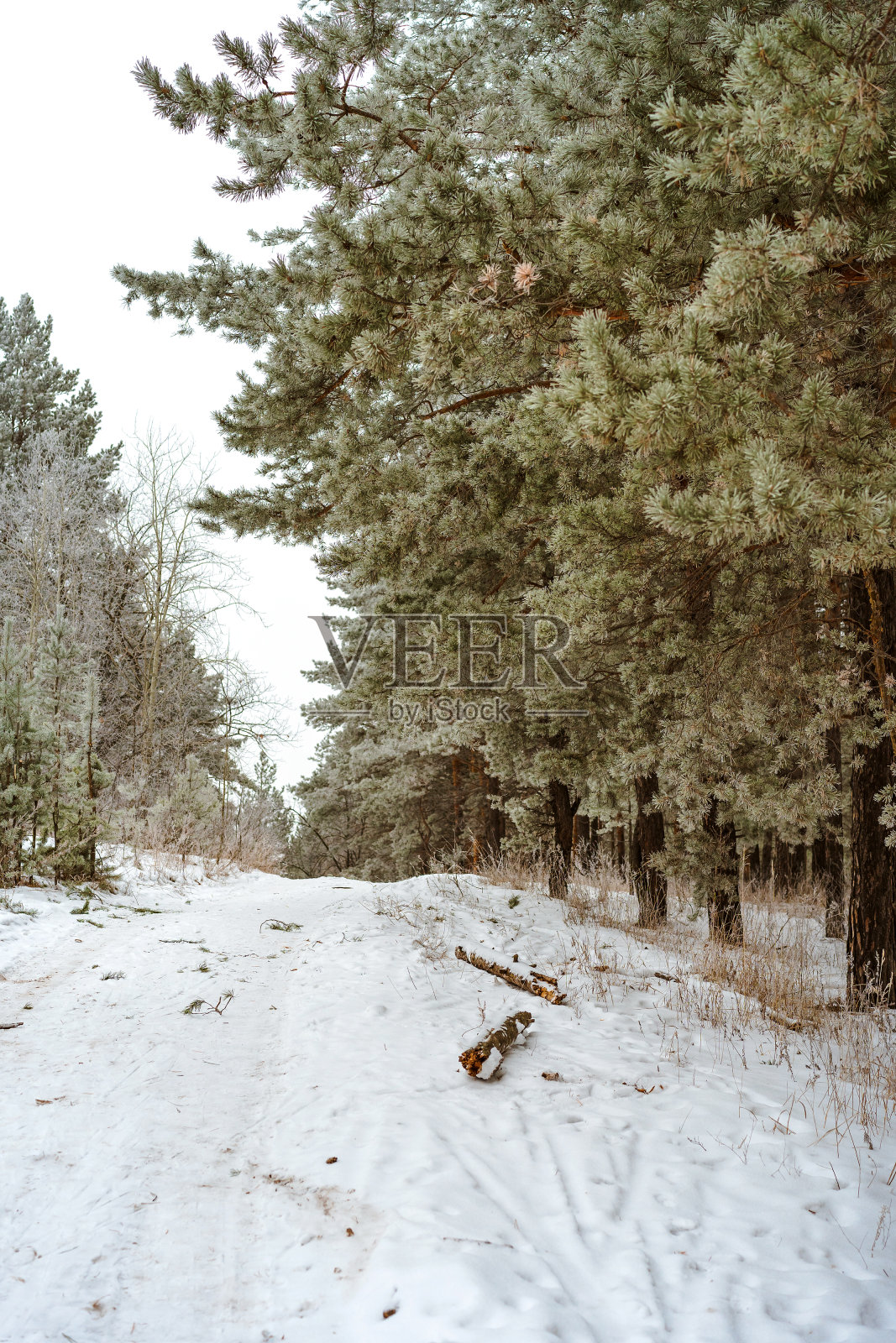松树上覆盖着积雪。美丽的冬天的风景照片摄影图片