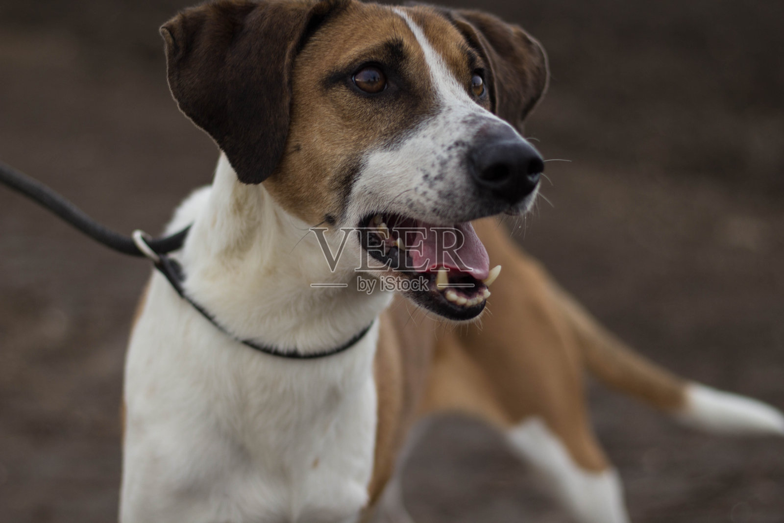 杂种棕白色狗的肖像在皮带上看着别处照片摄影图片