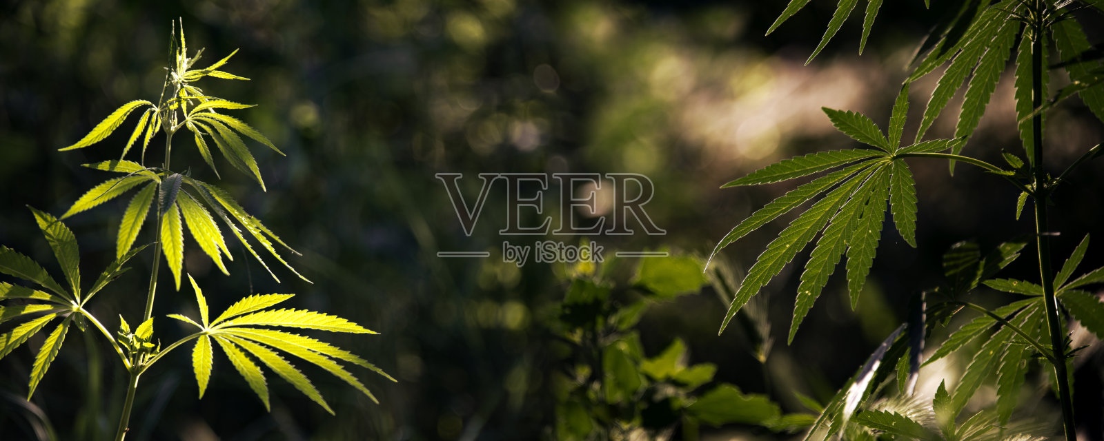 在阳光下晾晒麻枝。照片摄影图片