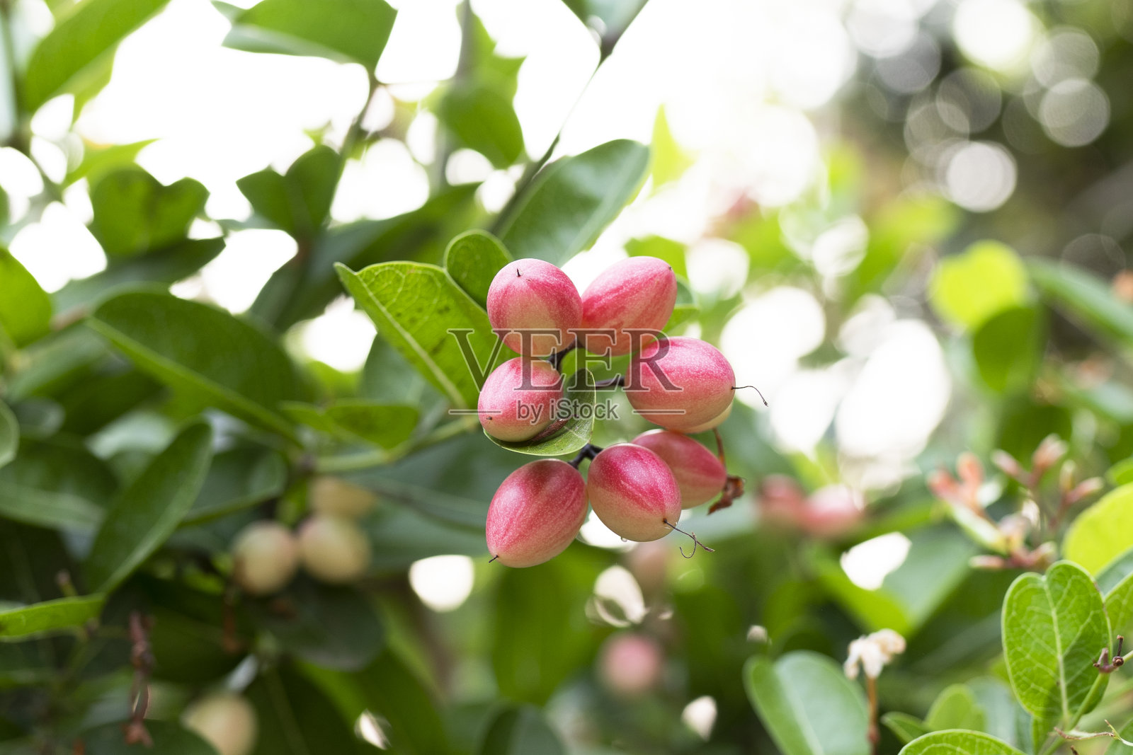 芒果、青柠是新鲜健康的水果照片摄影图片