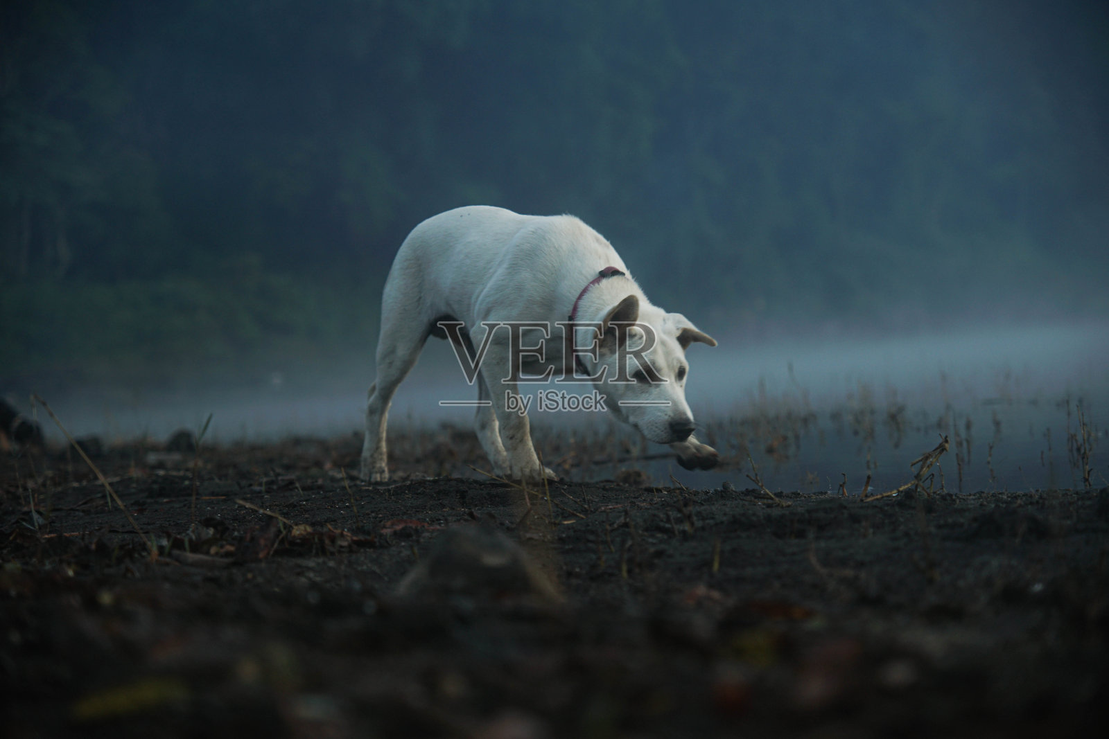 金塔马尼热狗照片摄影图片