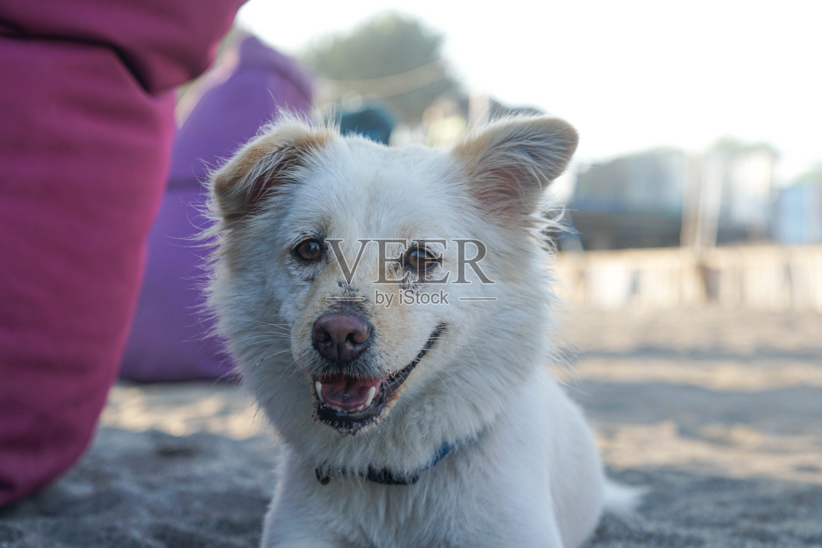 金塔马尼热狗照片摄影图片