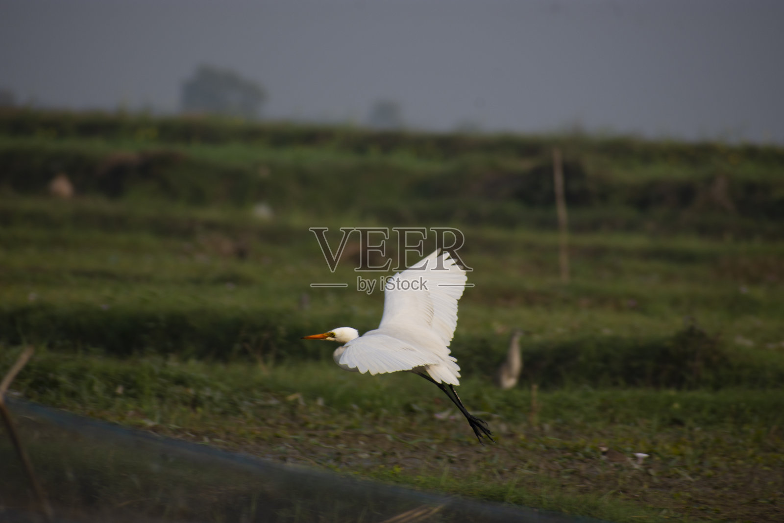 大白鹭，也被称为普通白鹭或great white heron是一种大型，分布广泛的白鹭，有四个亚种发现在亚洲，非洲。照片摄影图片