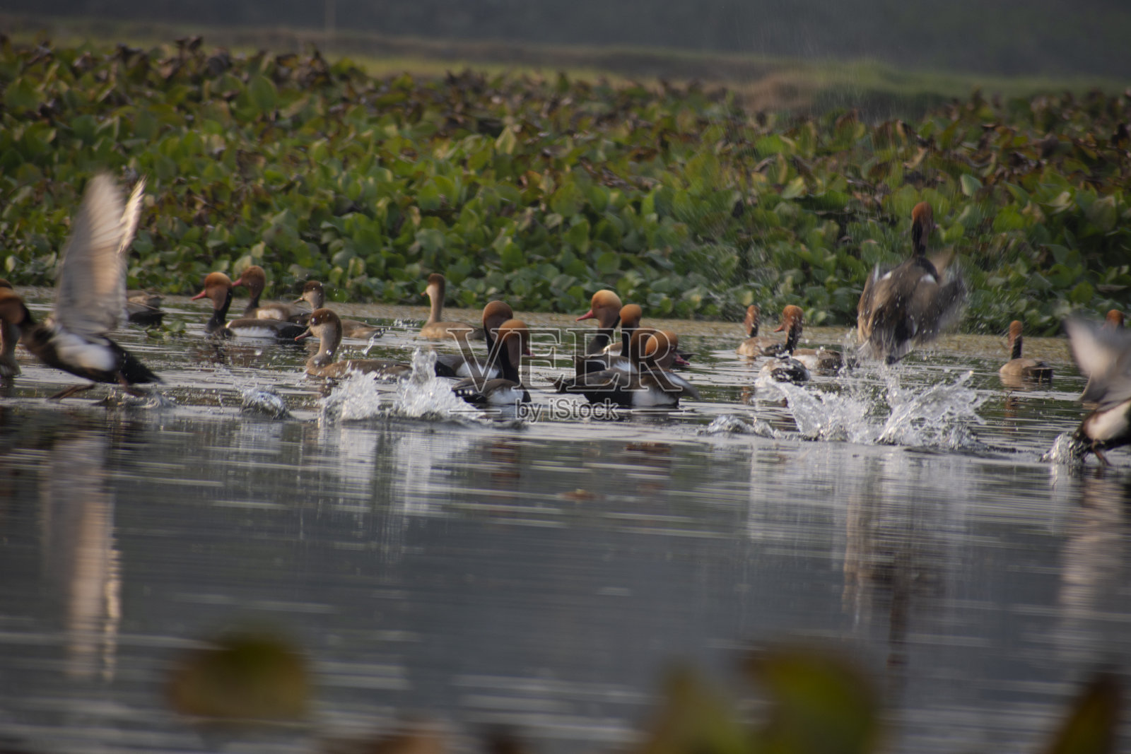 红冠潜鸭在西孟加拉湖享受照片摄影图片