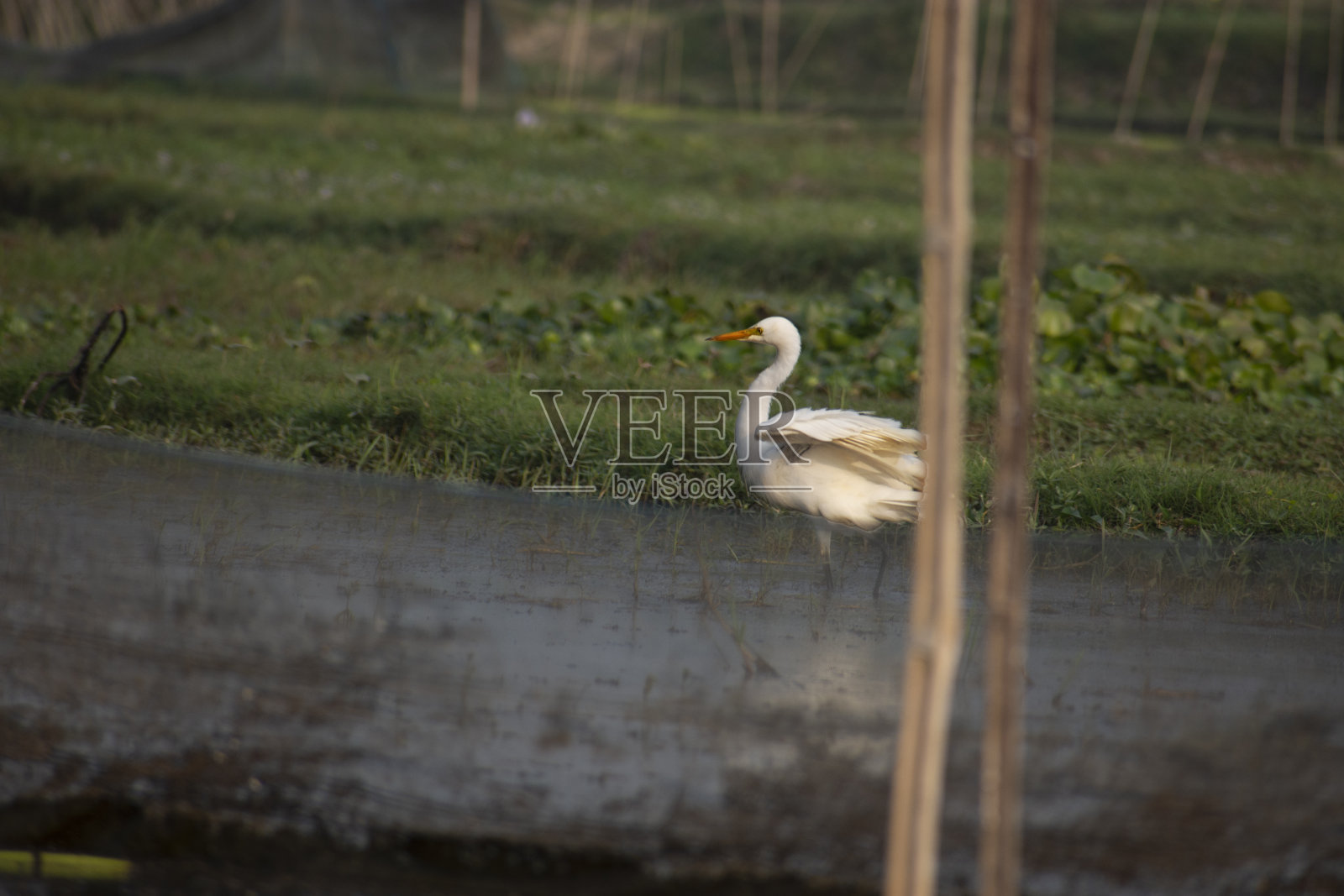 大白鹭，也被称为普通白鹭或great white heron是一种大型，分布广泛的白鹭，有四个亚种发现在亚洲，非洲。照片摄影图片
