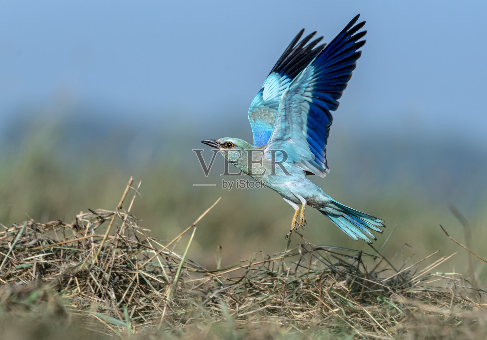 欧洲辊科拉西亚照片摄影图片