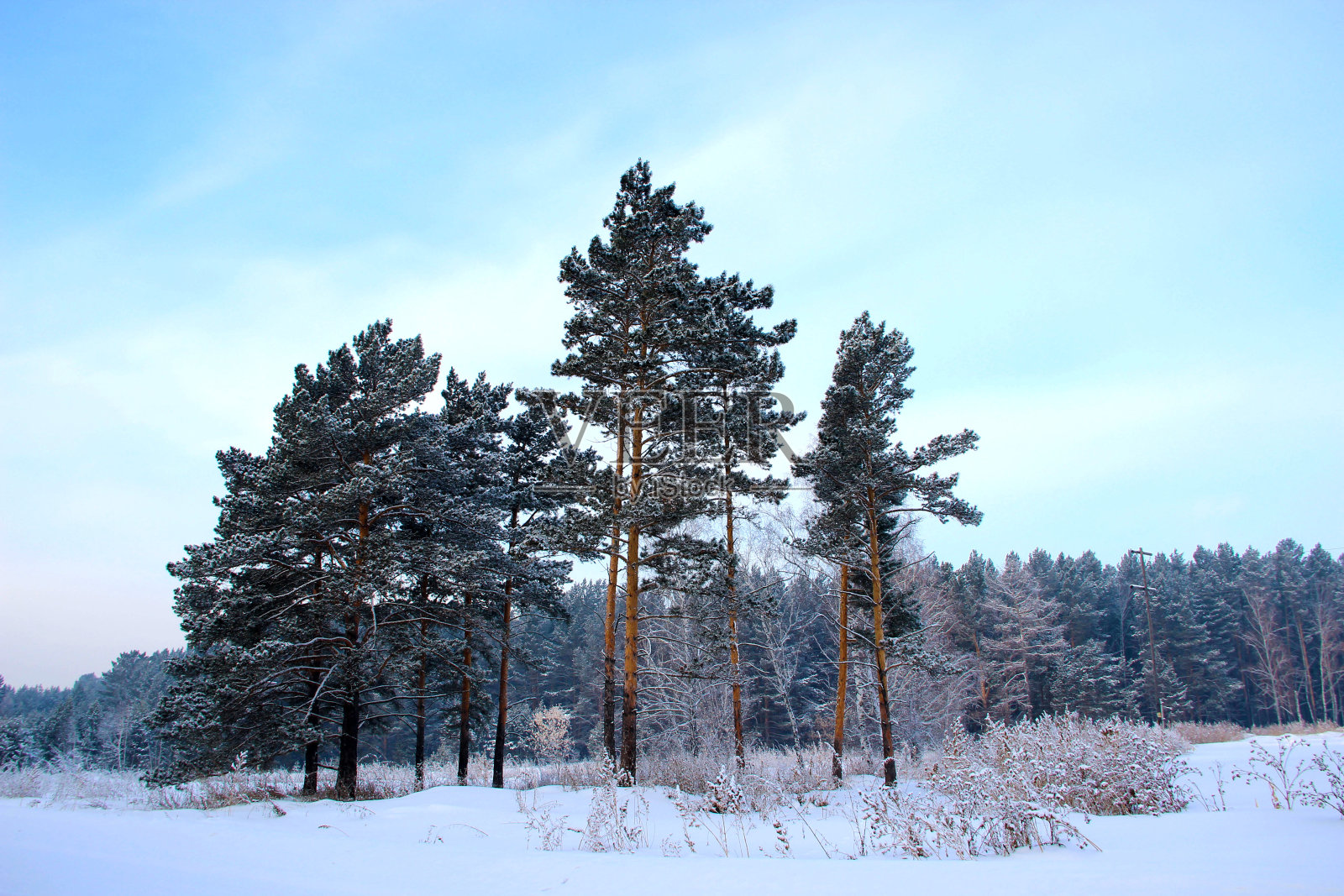 一群年轻的松树在积雪的森林边缘和美丽明亮的蓝绿色天空。照片摄影图片