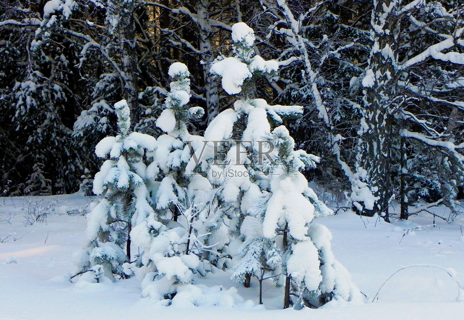三棵白雪覆盖的小云杉。背景中的丛林。照片摄影图片