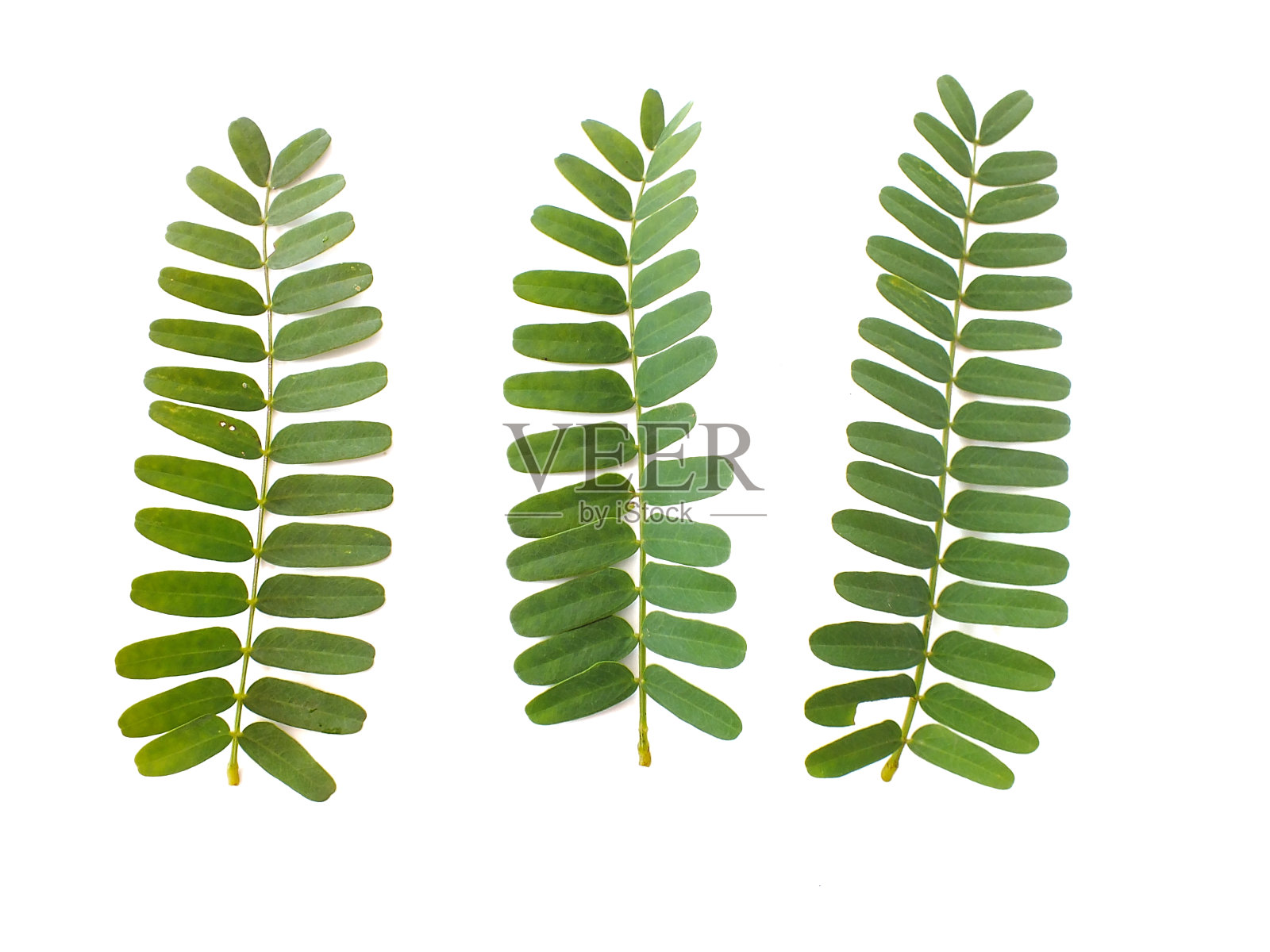 罗望子的叶子在白色的背景。照片摄影图片