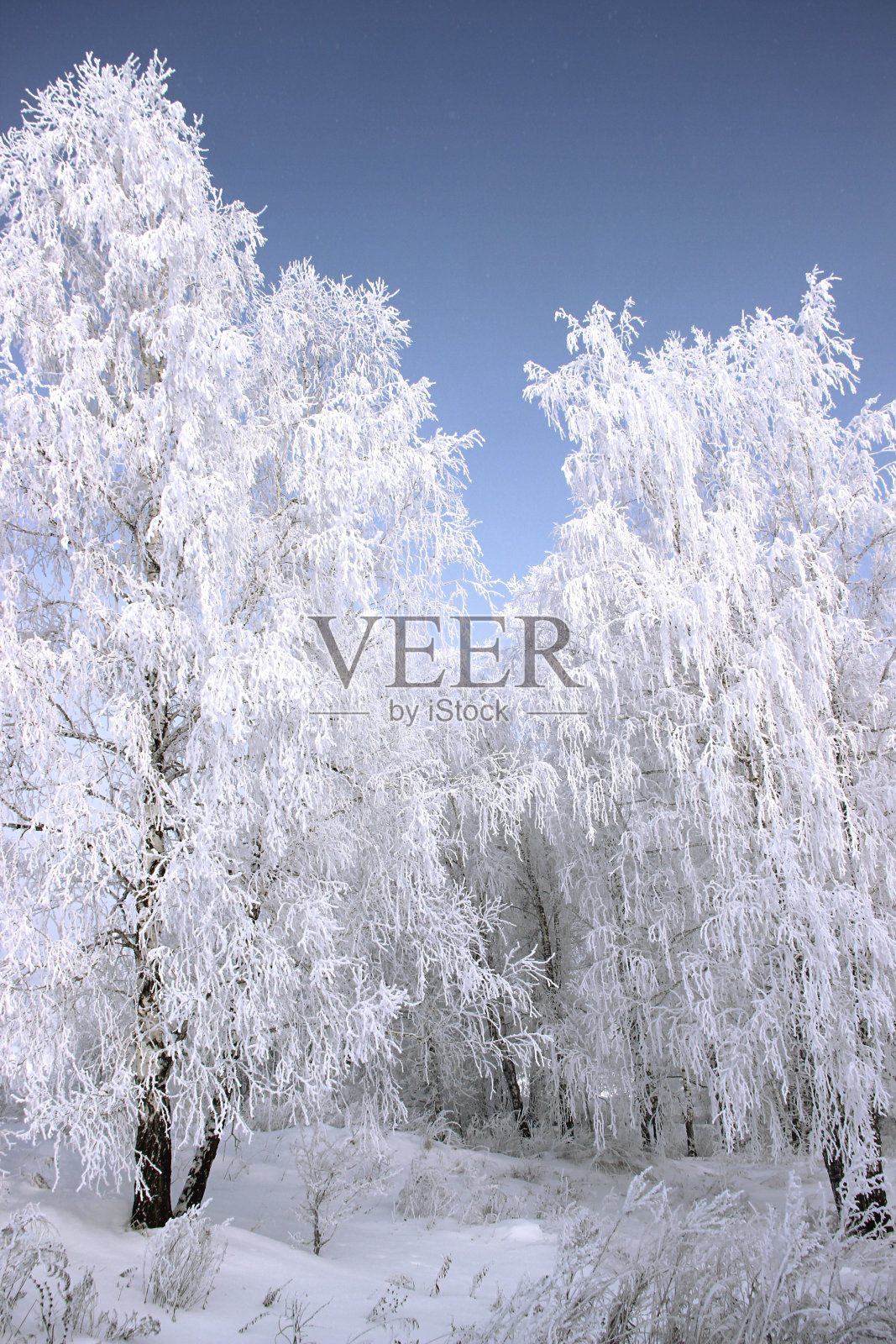 白桦柳絮上的霜闪闪发光，与深紫色的天空形成鲜明的对比。照片摄影图片