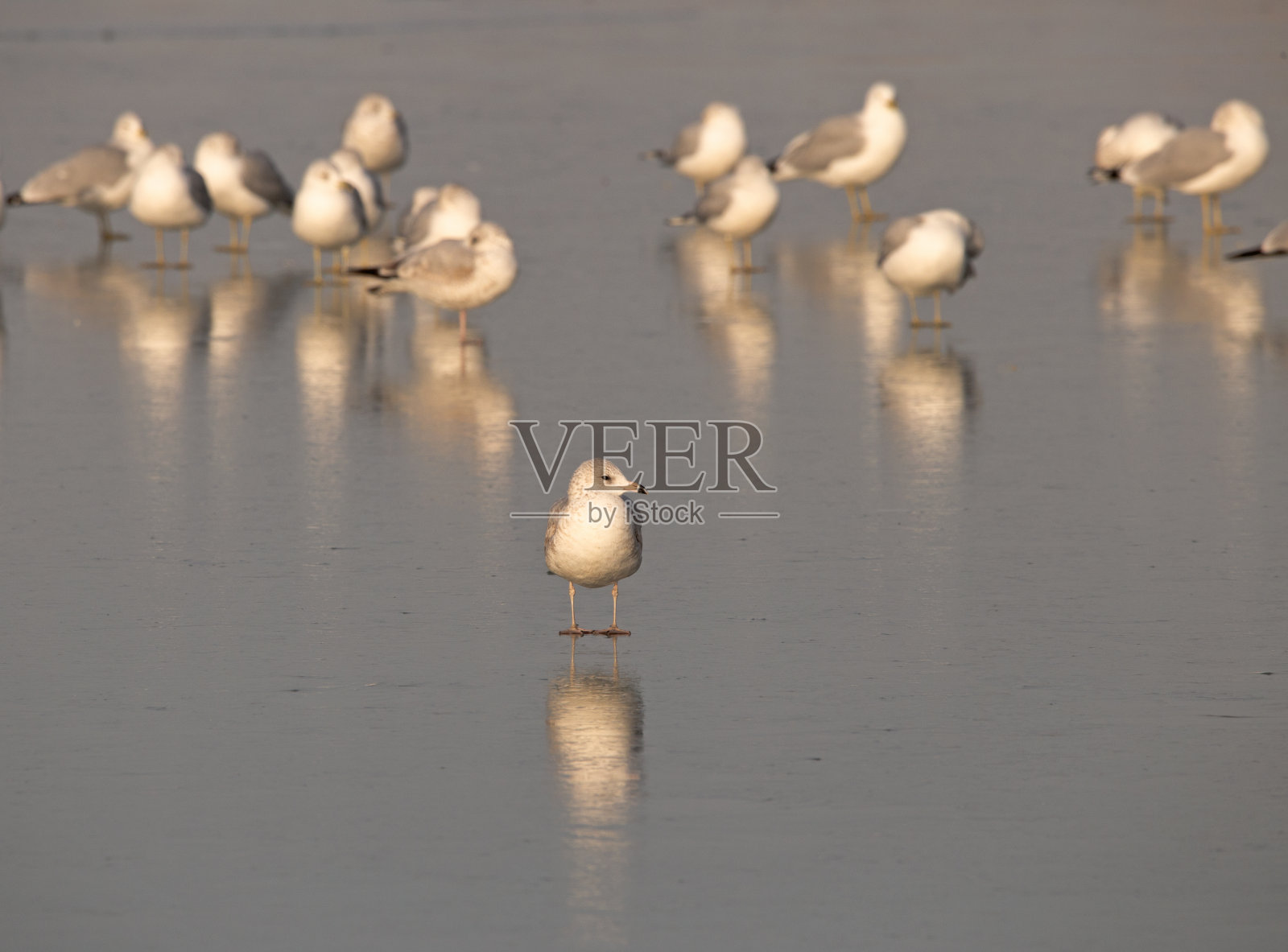 冰冷的倒影照片摄影图片