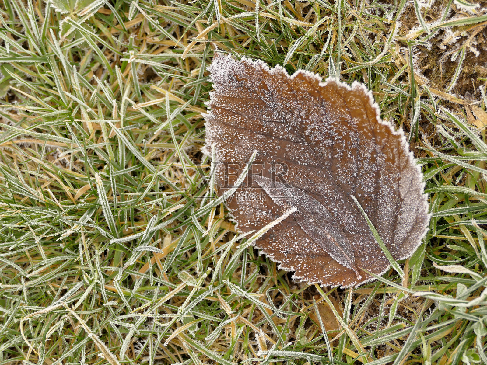 冬天落叶上结霜照片摄影图片
