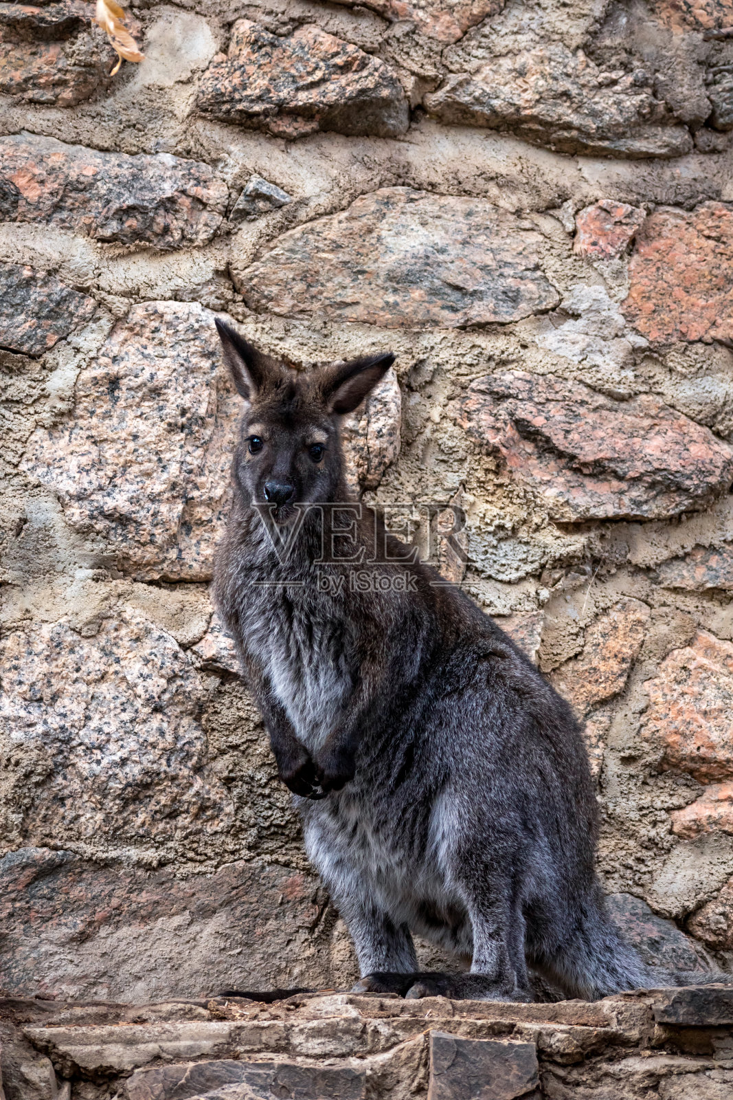 近距离观察一只袋鼠照片摄影图片